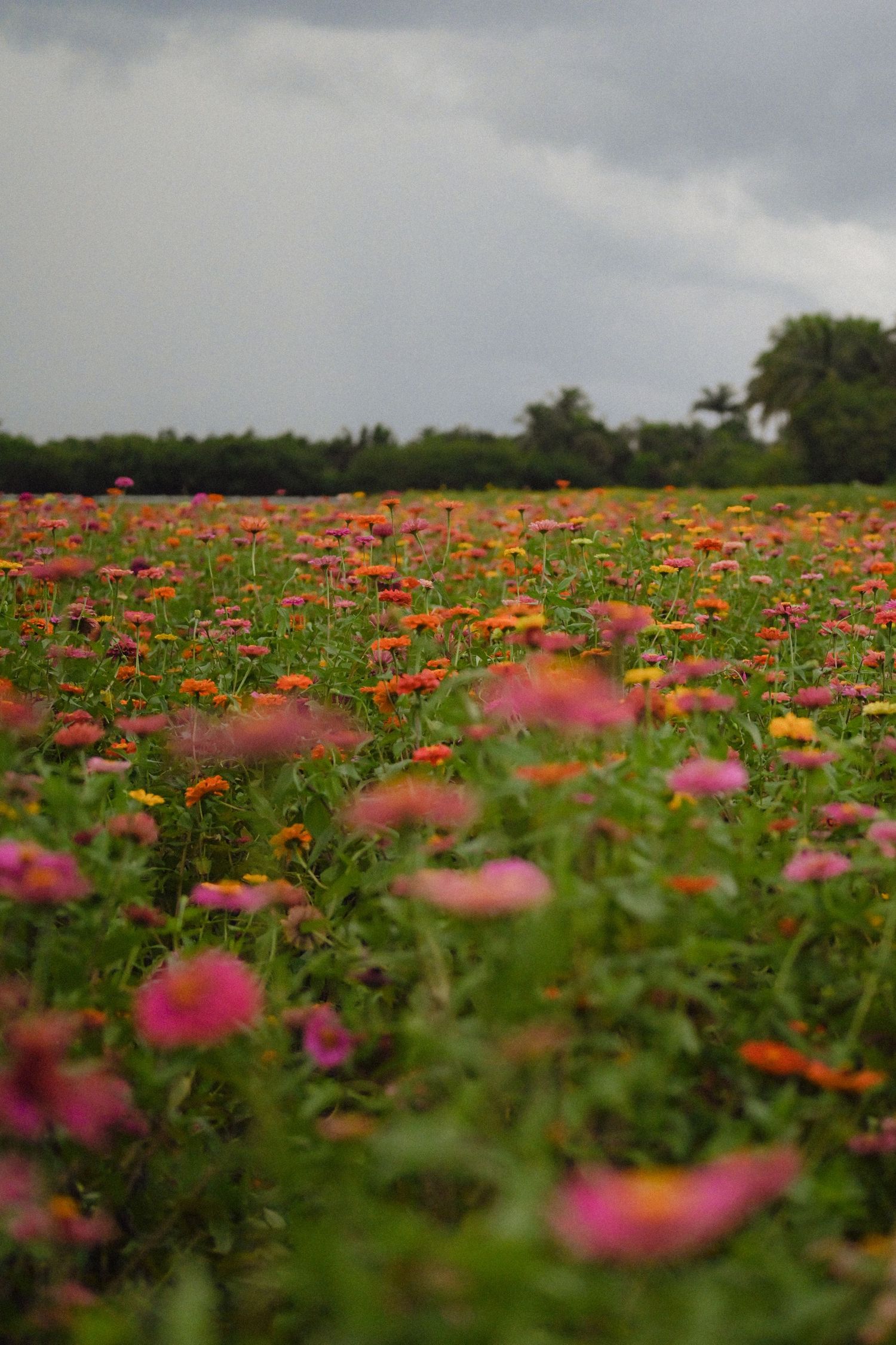A vibrant field of orange and pink zinnias stretches across the landscape under cloudy skies.