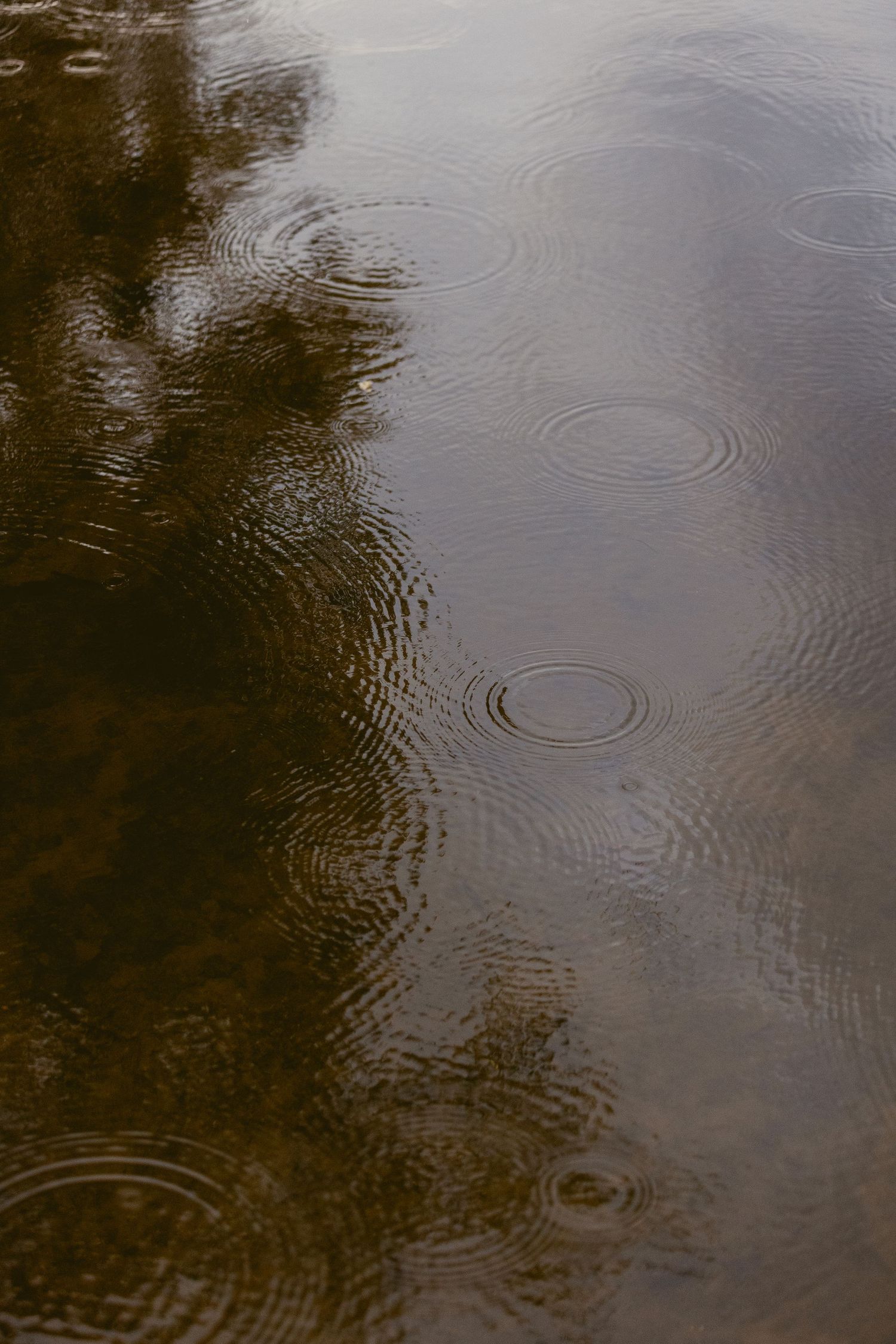 Raindrops creating circular ripples on a calm dark water surface reflecting trees and cloudy sky.