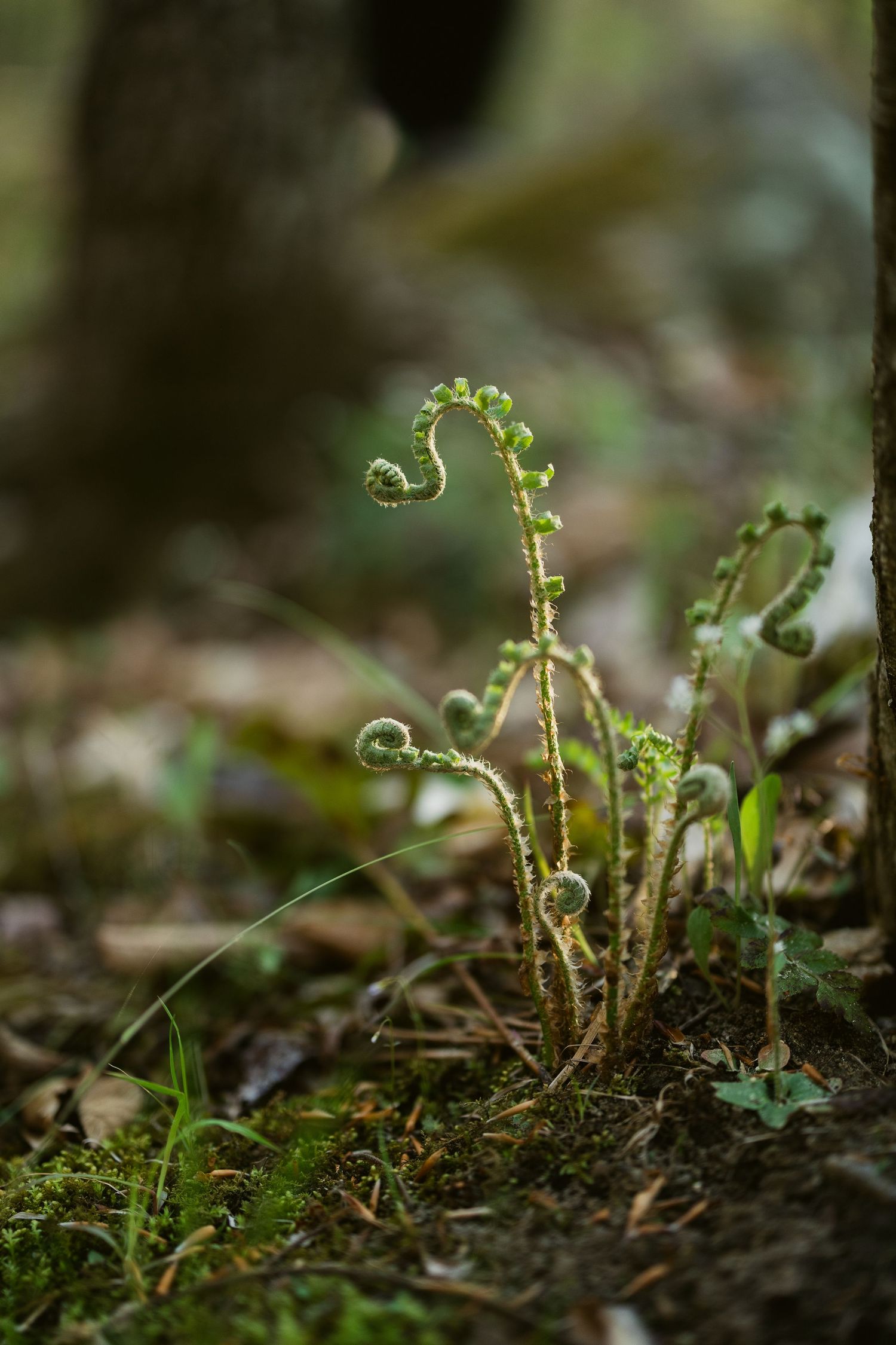 Close-up macro photo of delicate fern fiddleheads unfurling in spring against blurred forest floor background.