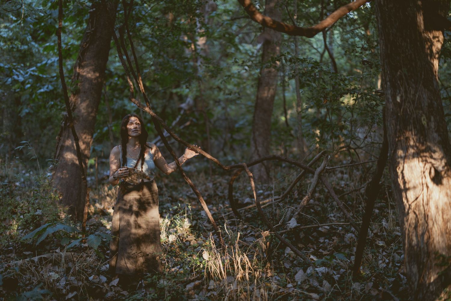 A sunlit forest scene with tall pine trees casting dappled shadows on the forest floor.