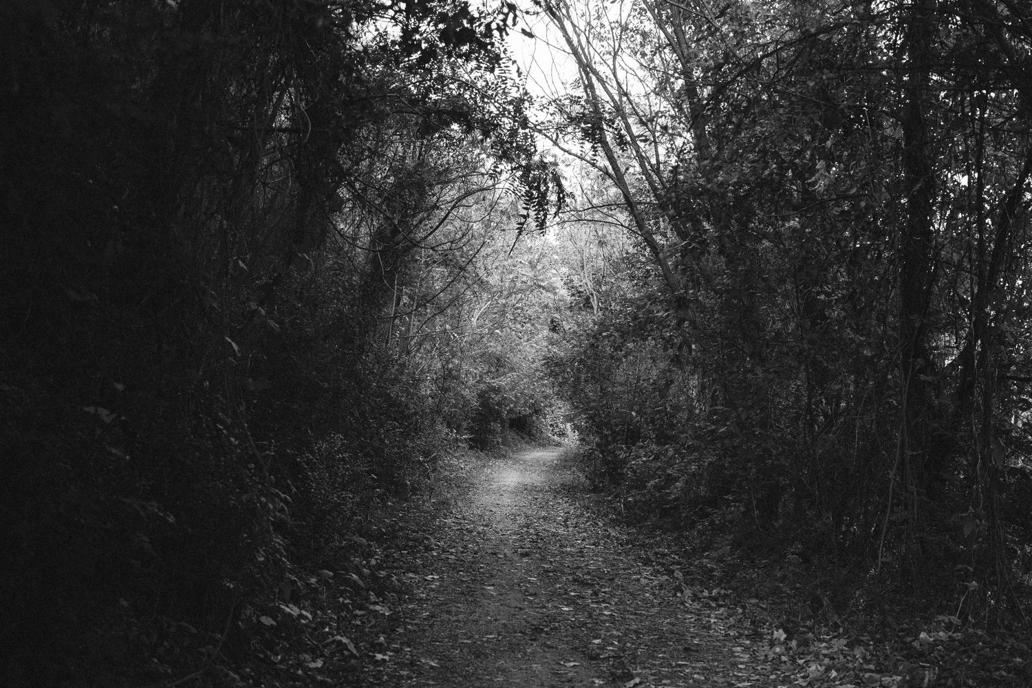 A moody black and white forest path curves through dense trees creating a dark atmospheric tunnel effect.