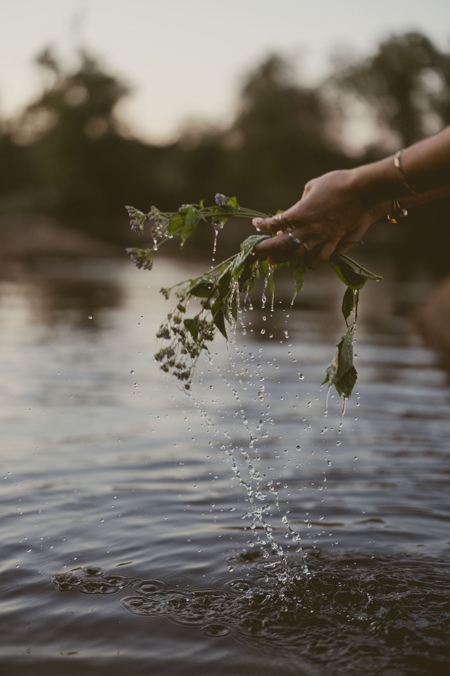 A sequence of photos showing leaves being dipped and splashed in rippling water during golden hour.