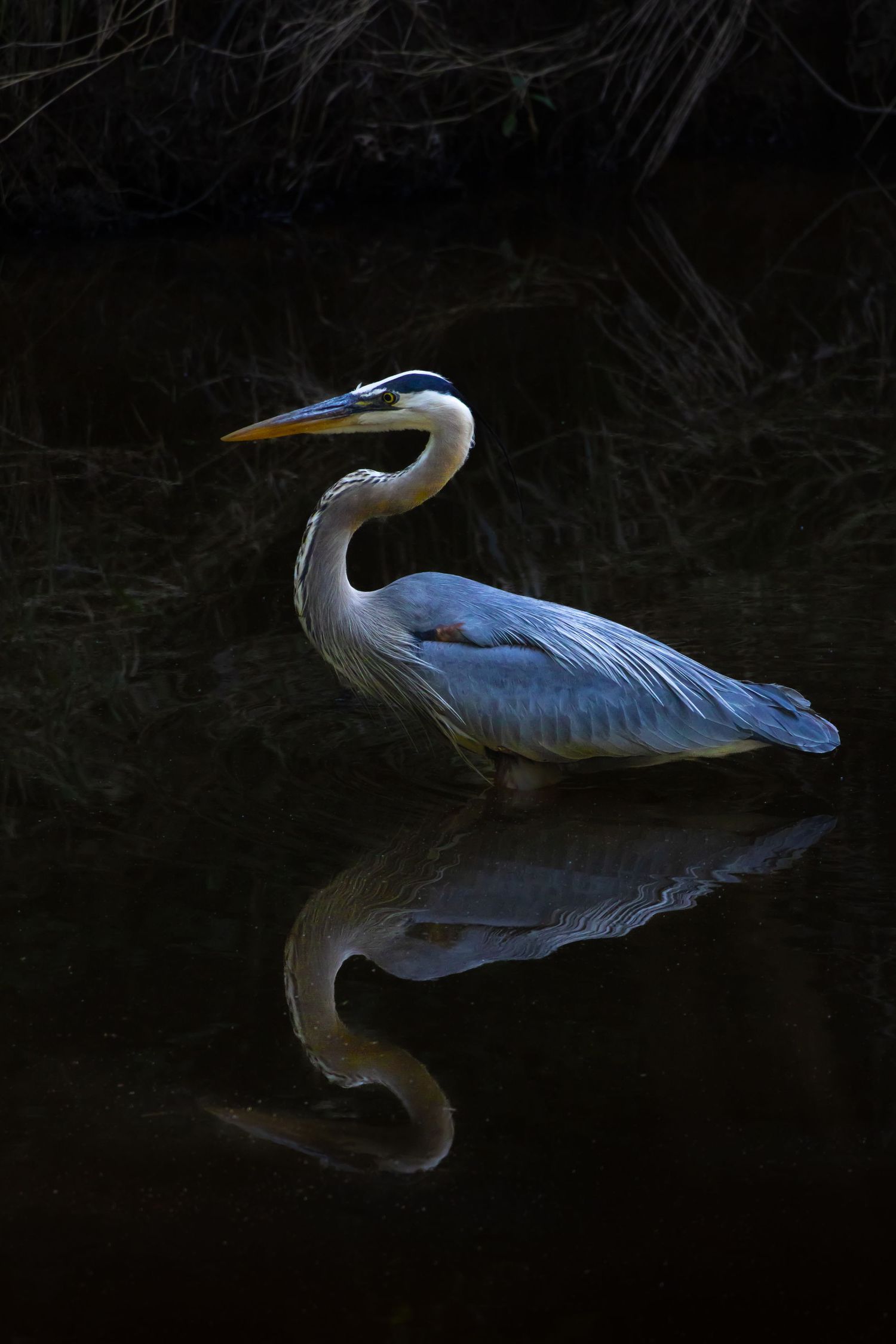 Blue Heron