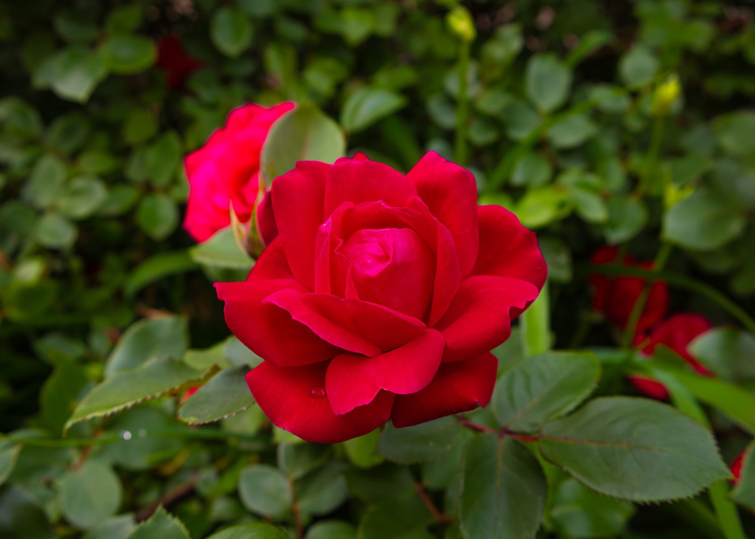Rose