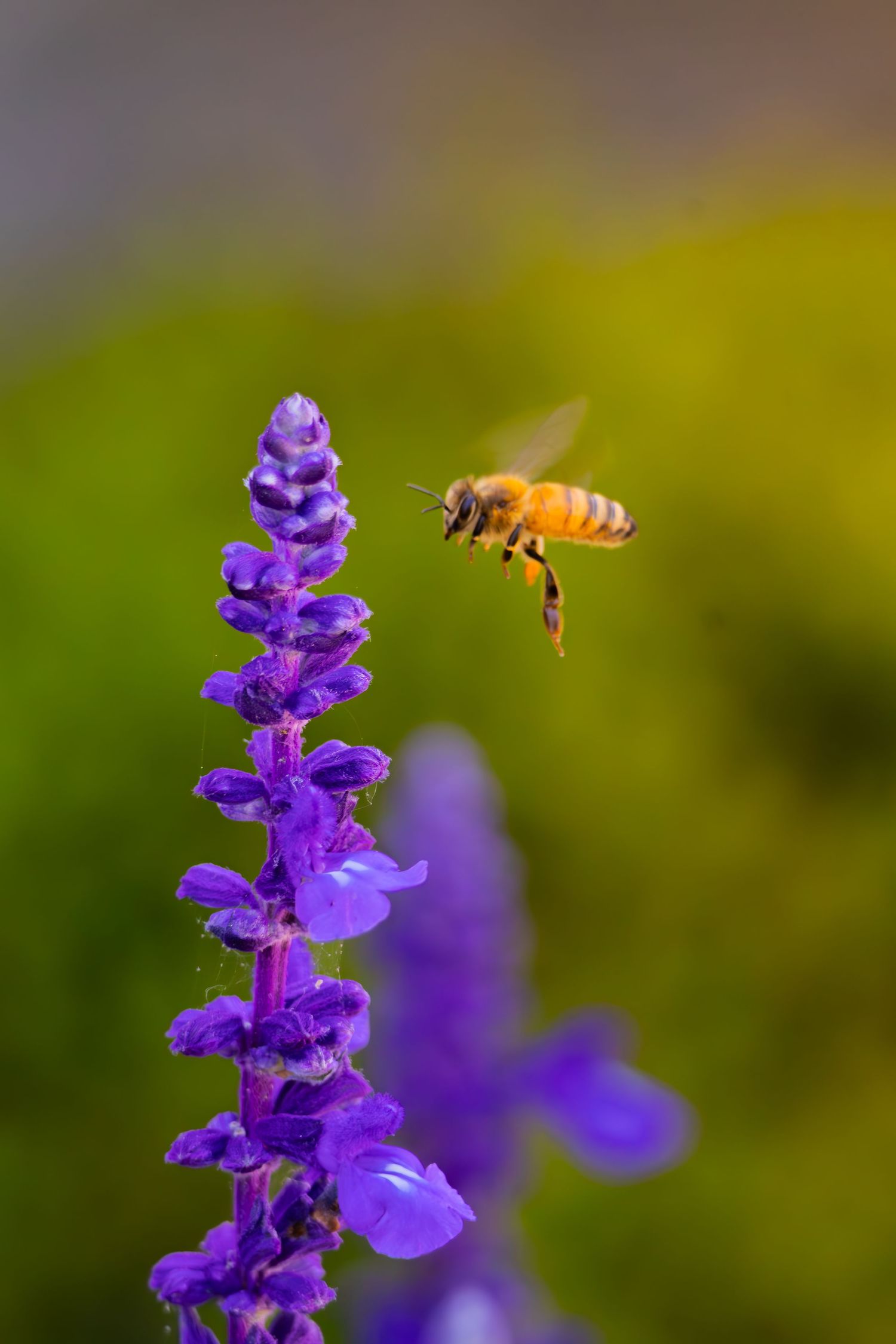 Bee on flower