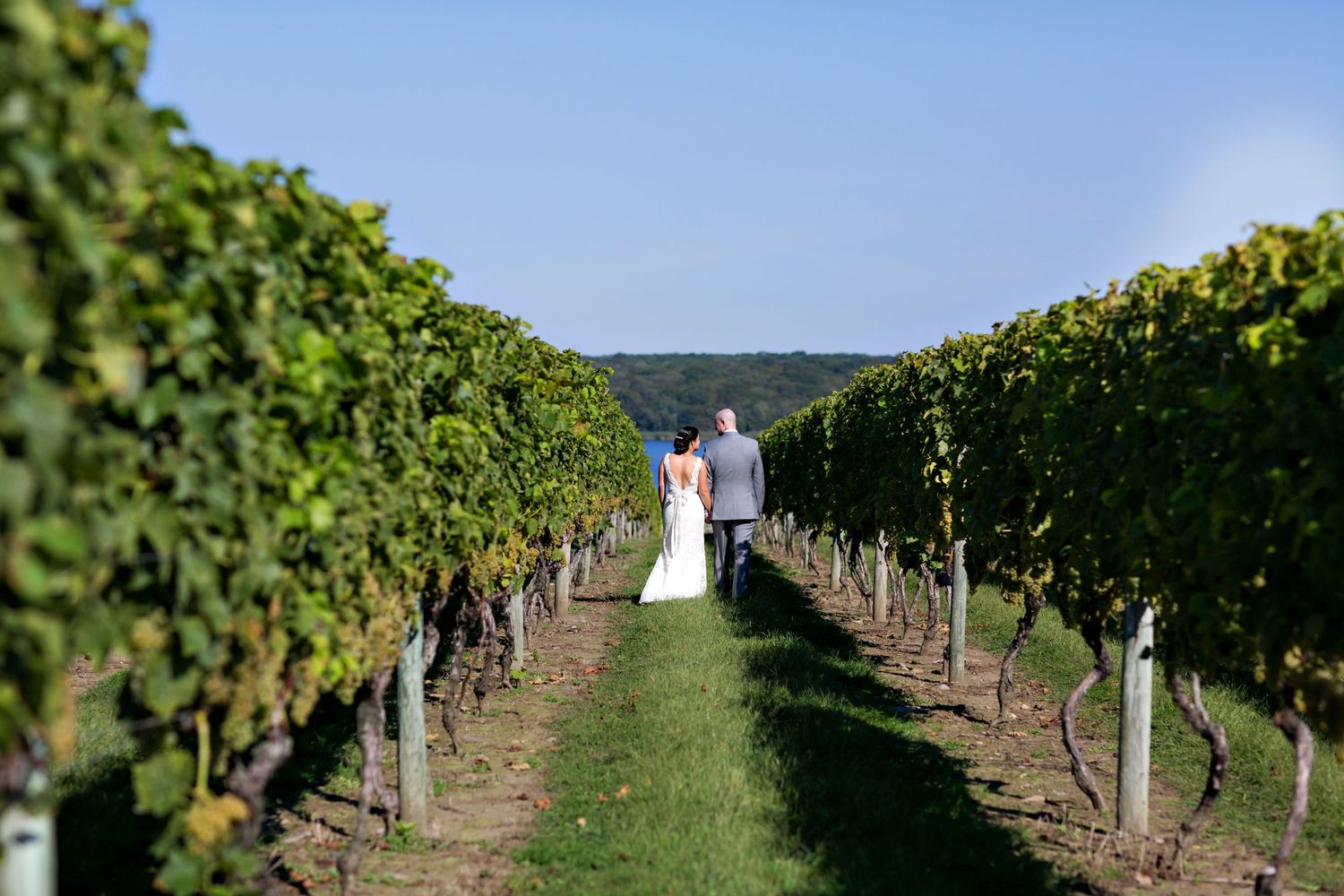 A scenic panoramic view of lush green vineyard rows stretching across rolling hills on a sunny day.