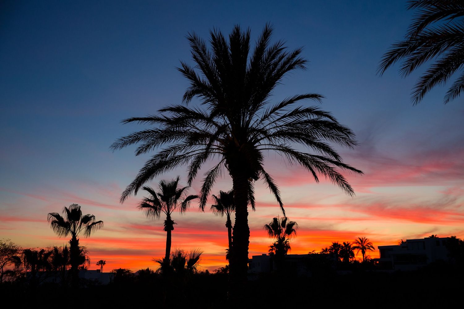 Silhouetted palm trees against a vibrant orange and purple sunset sky create a dramatic tropical landscape.
