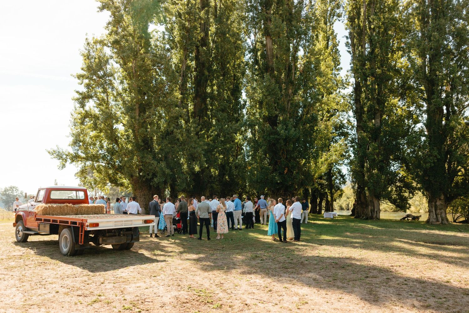 Wedding guests gathered near vintage pickup truck under tall trees.