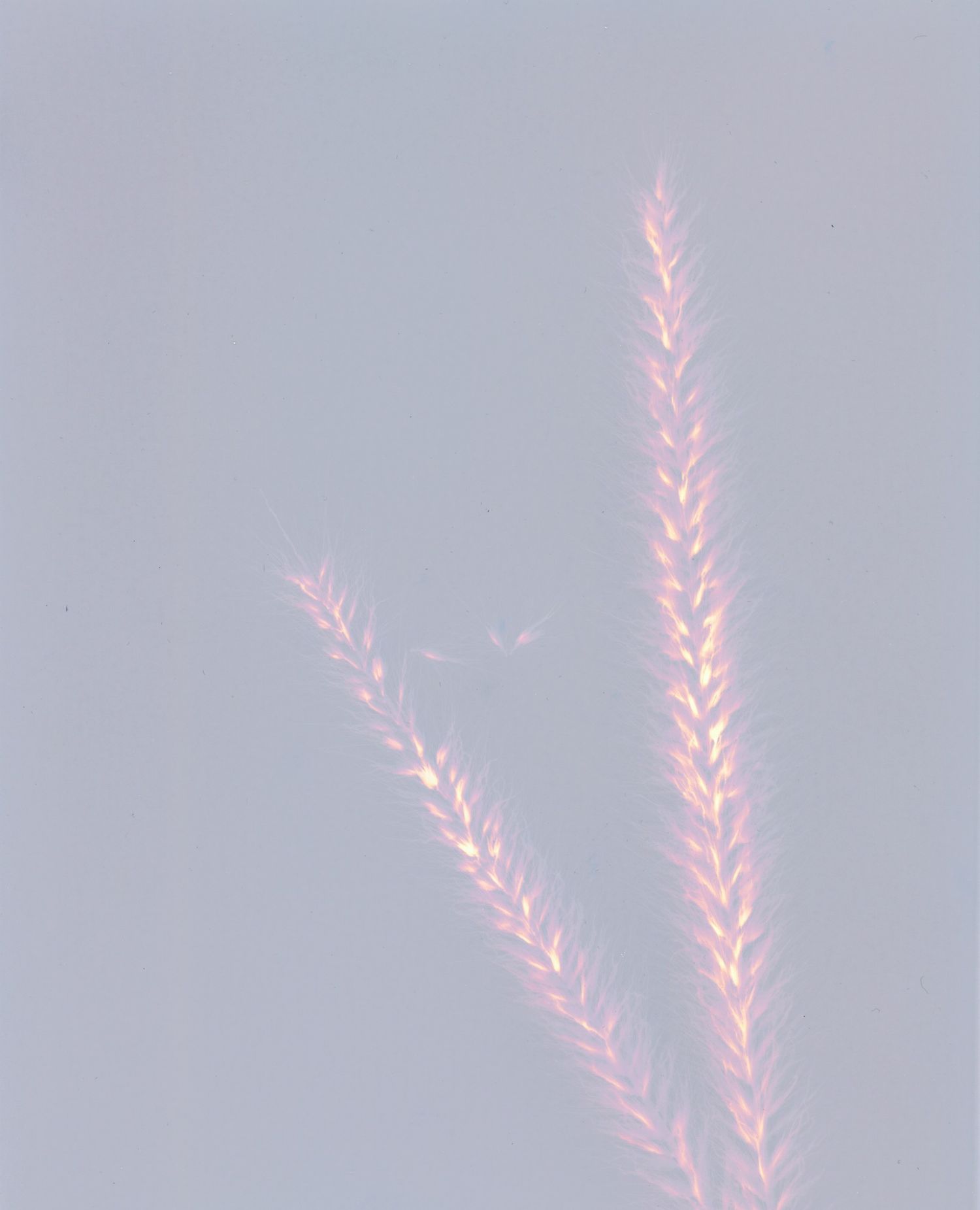 Delicate pink crystalline branches against soft gray background.