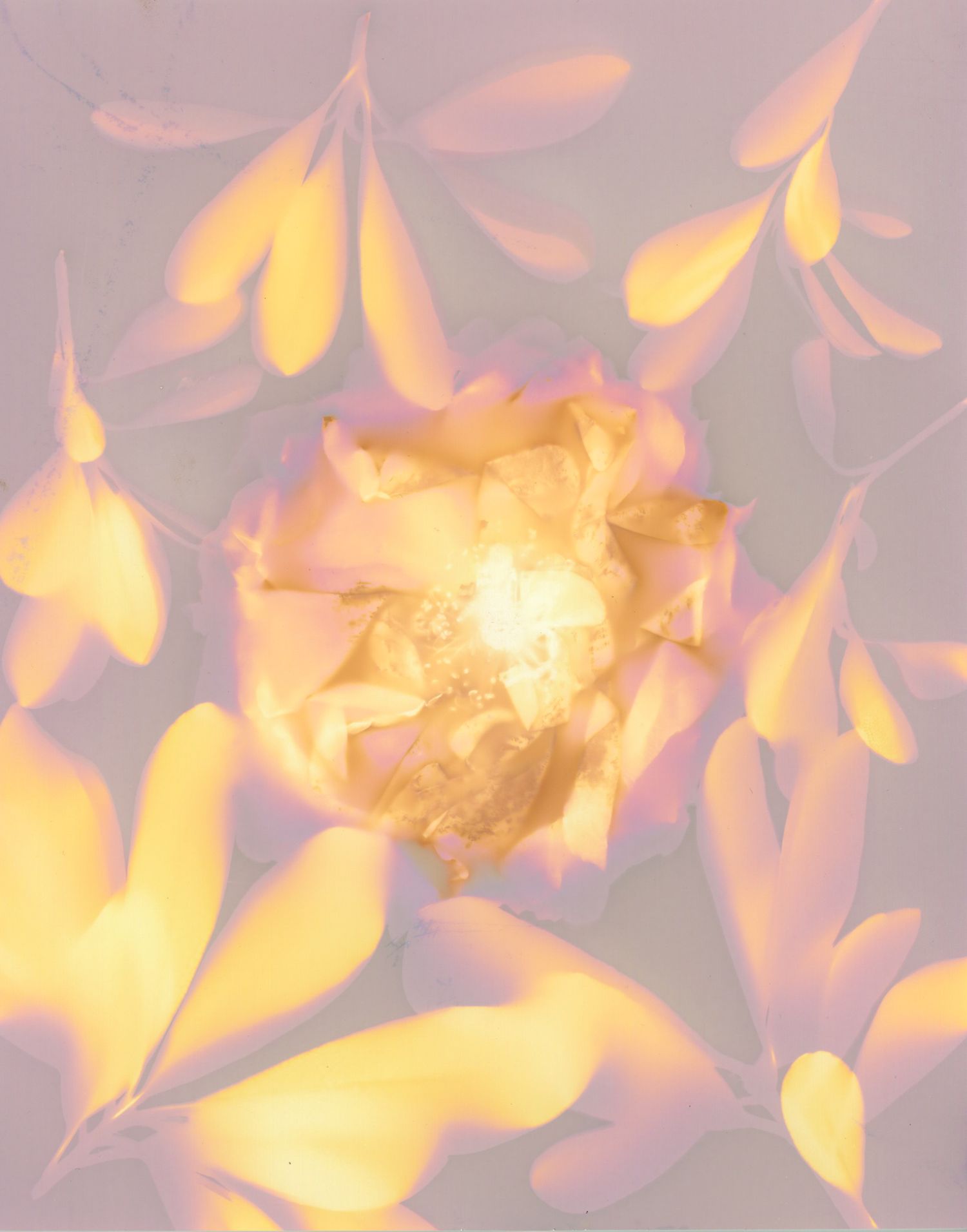 Ethereal flower bloom with golden petals radiating from luminous center.