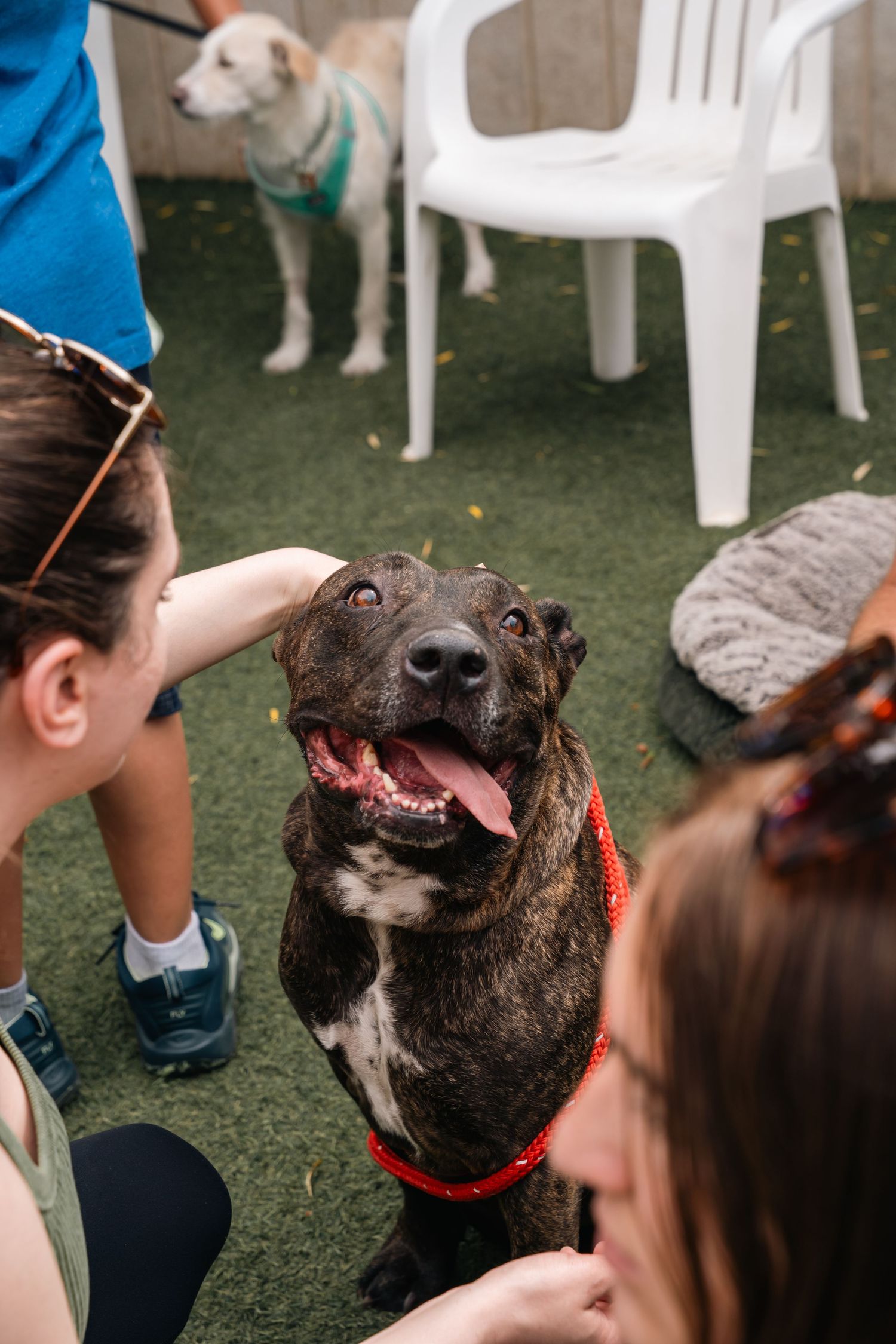 Smiling brindle pit bull getting attention from people on artificial turf.