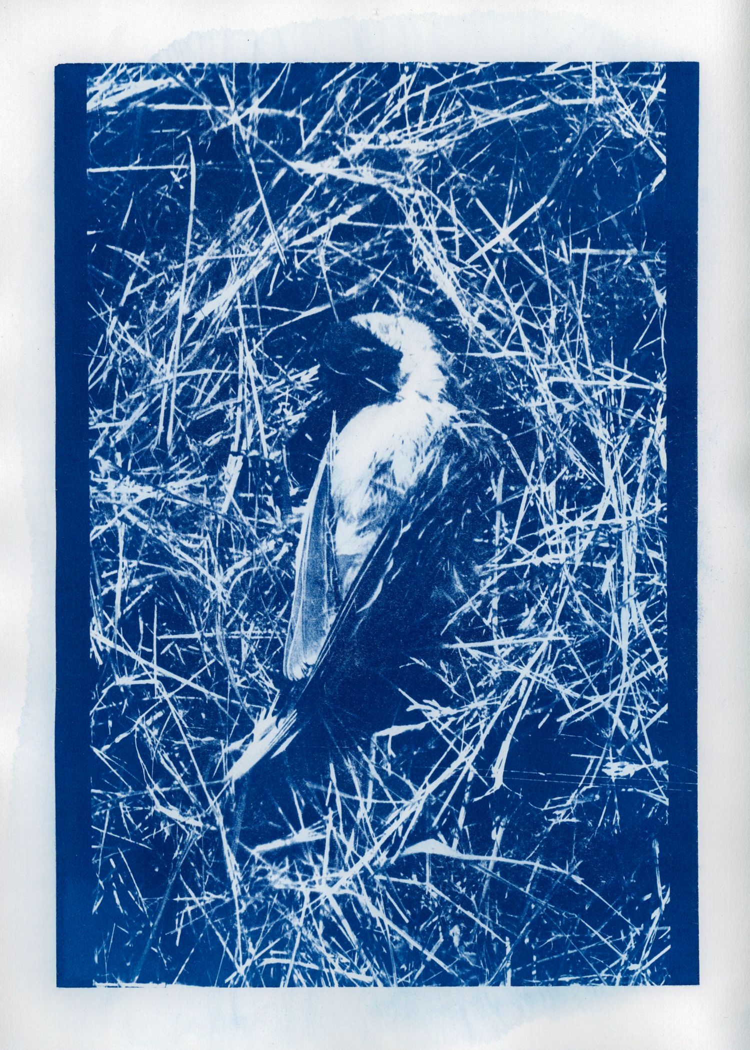 A cyanotype print of a bird perched among tangled branches against a deep blue background.