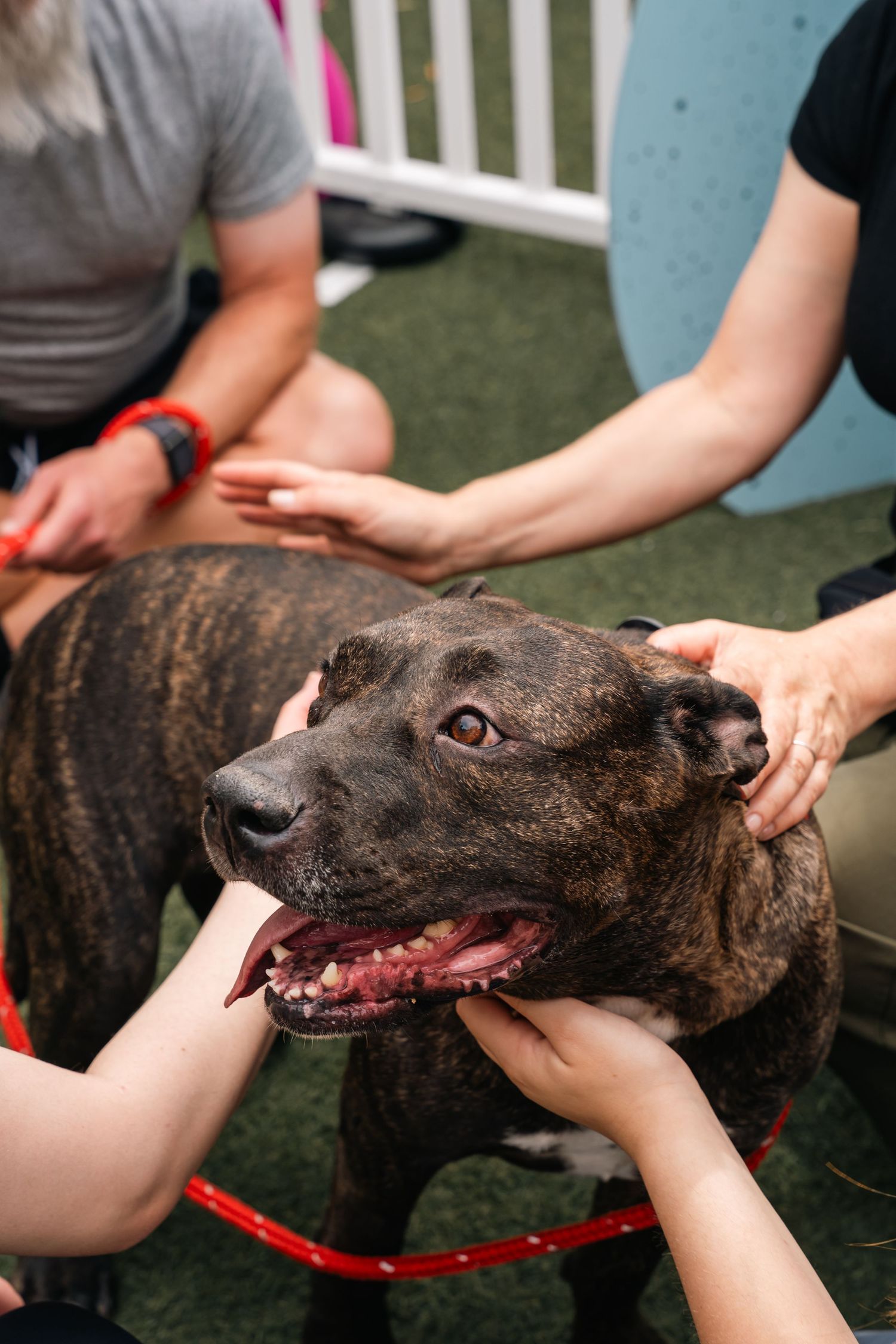 Close up of hands petting and comforting a happy brindle pit bull dog.
