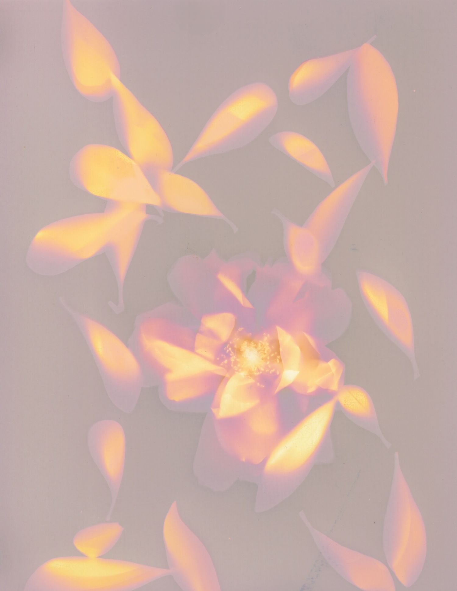 Abstract floral pattern with glowing yellow and pink petals on gray background.