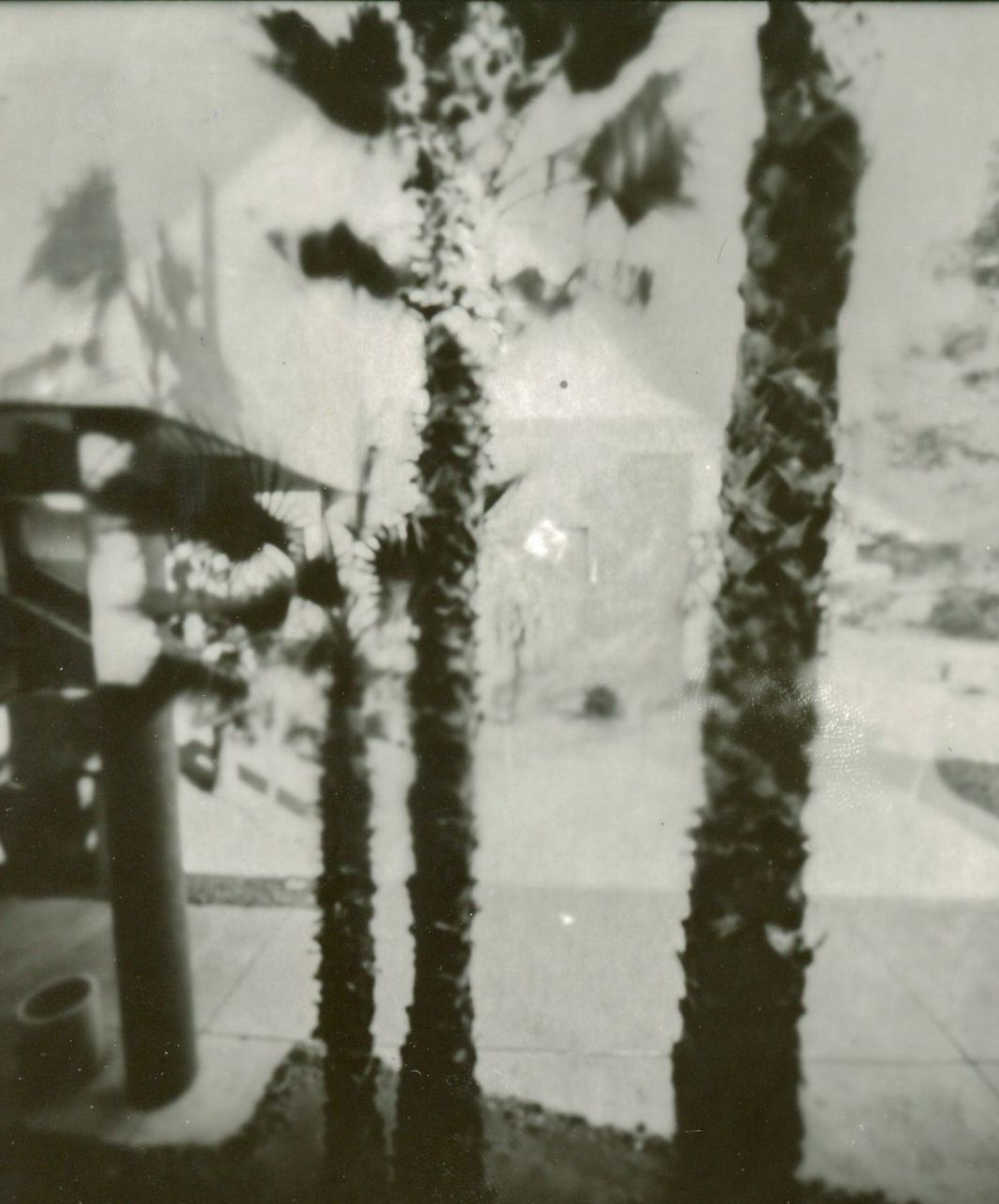 Abstract black and white photograph showing silhouettes of palm trees against a bright sky.