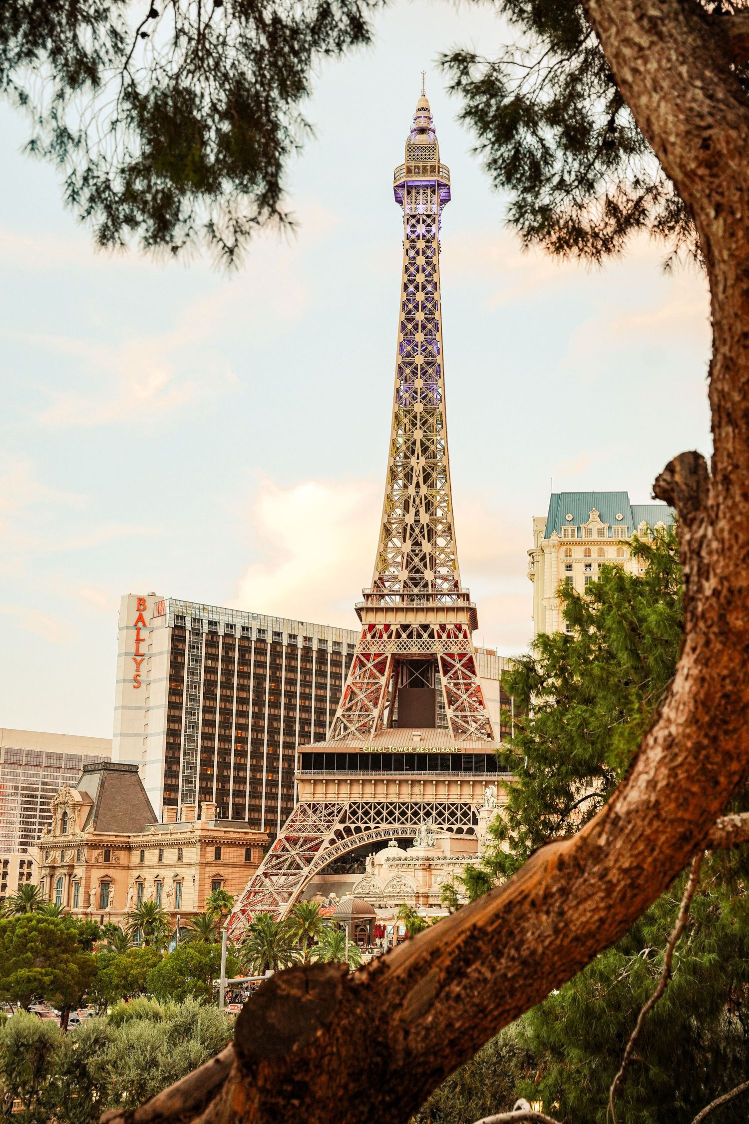 Half-scale replica of Eiffel Tower at Paris Las Vegas hotel framed by tree branch against pastel sky.