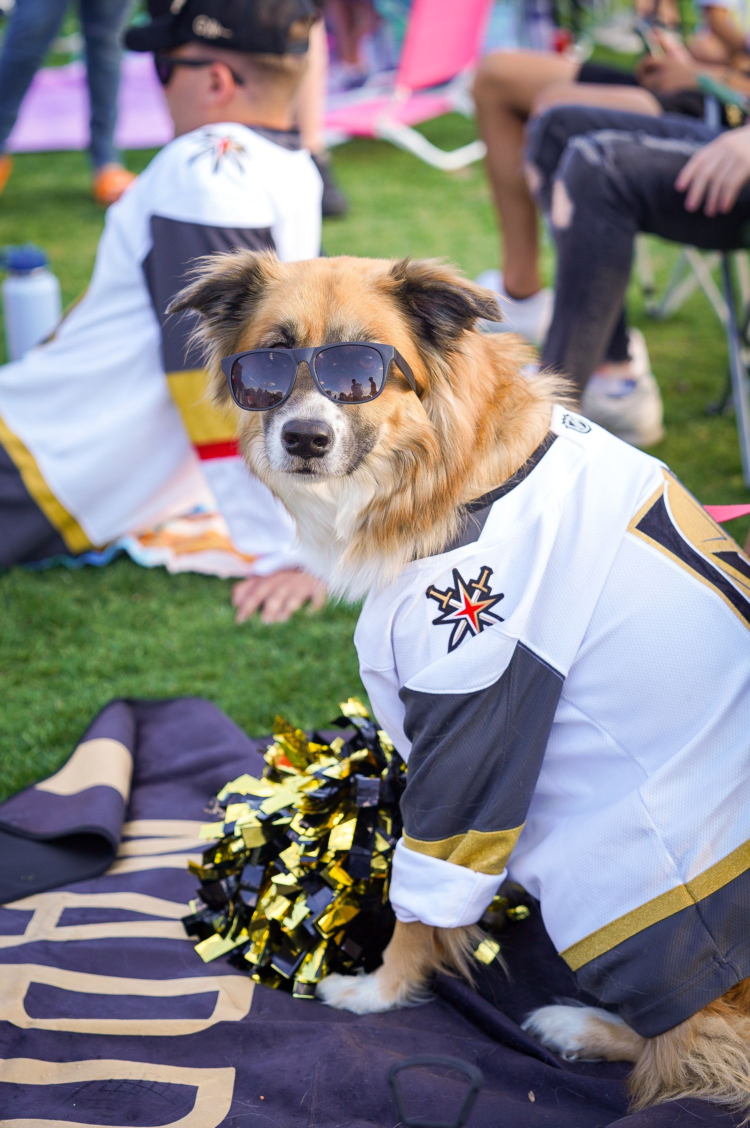 Dog wearing Vegas Golden Knights jersey and sunglasses sits with pompoms at outdoor gathering.