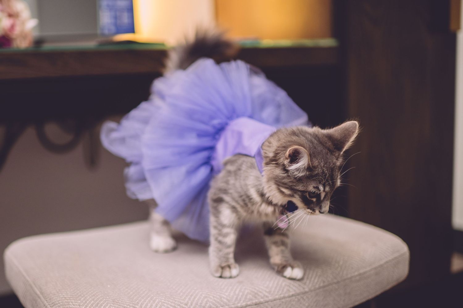 Adorable gray kitten wearing a purple tutu dress poses on beige chair in soft lighting.