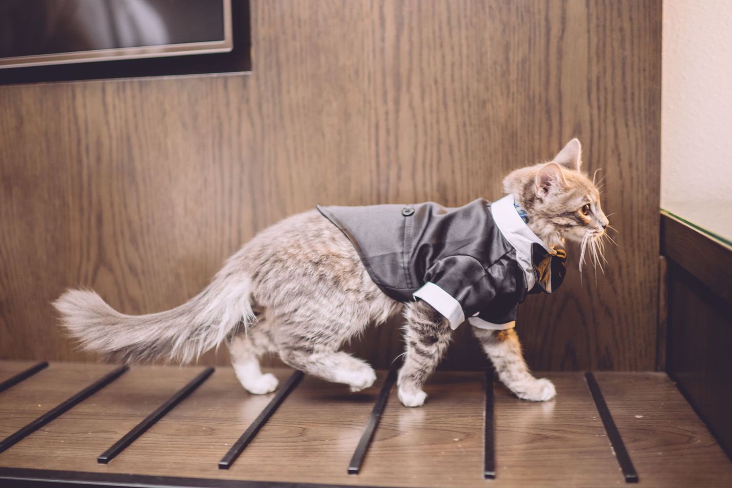 A gray striped cat wearing a dark harness walks across wooden slats on the floor.