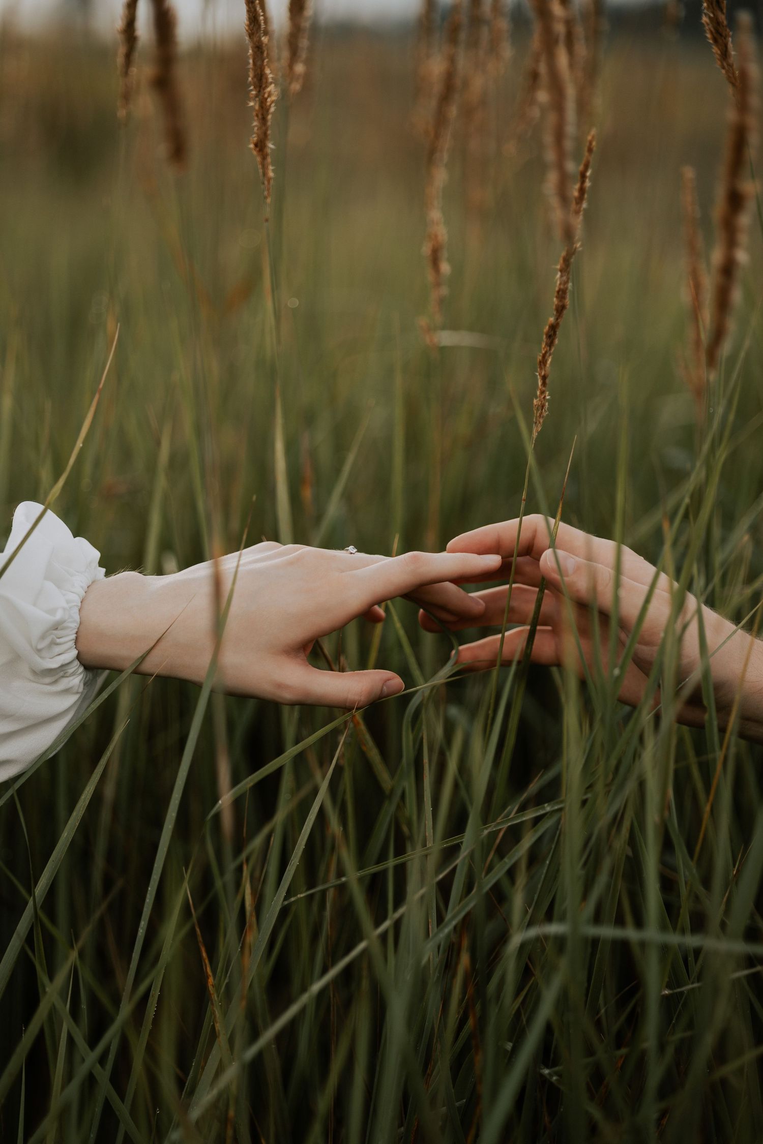Close-up of hands touching tenderly among tall grass in natural setting.