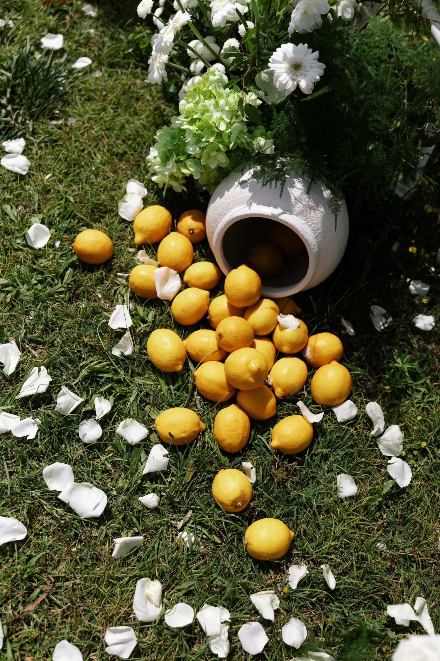 Fresh oranges spill from a white container onto grass surrounded by scattered white flower petals in sunlight.