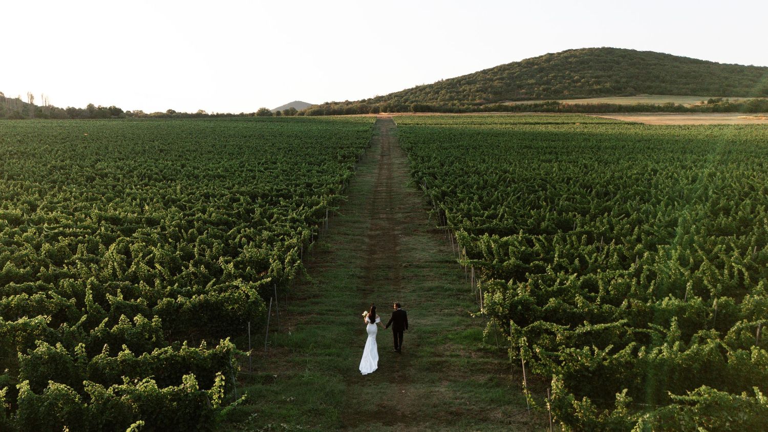 Panoramic view of lush green agricultural fields stretching to the horizon with rolling hills in the background.