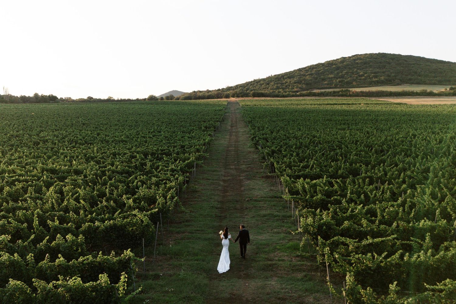 Aerial view of two people walking down a path between rows of grapevines in a scenic vineyard.