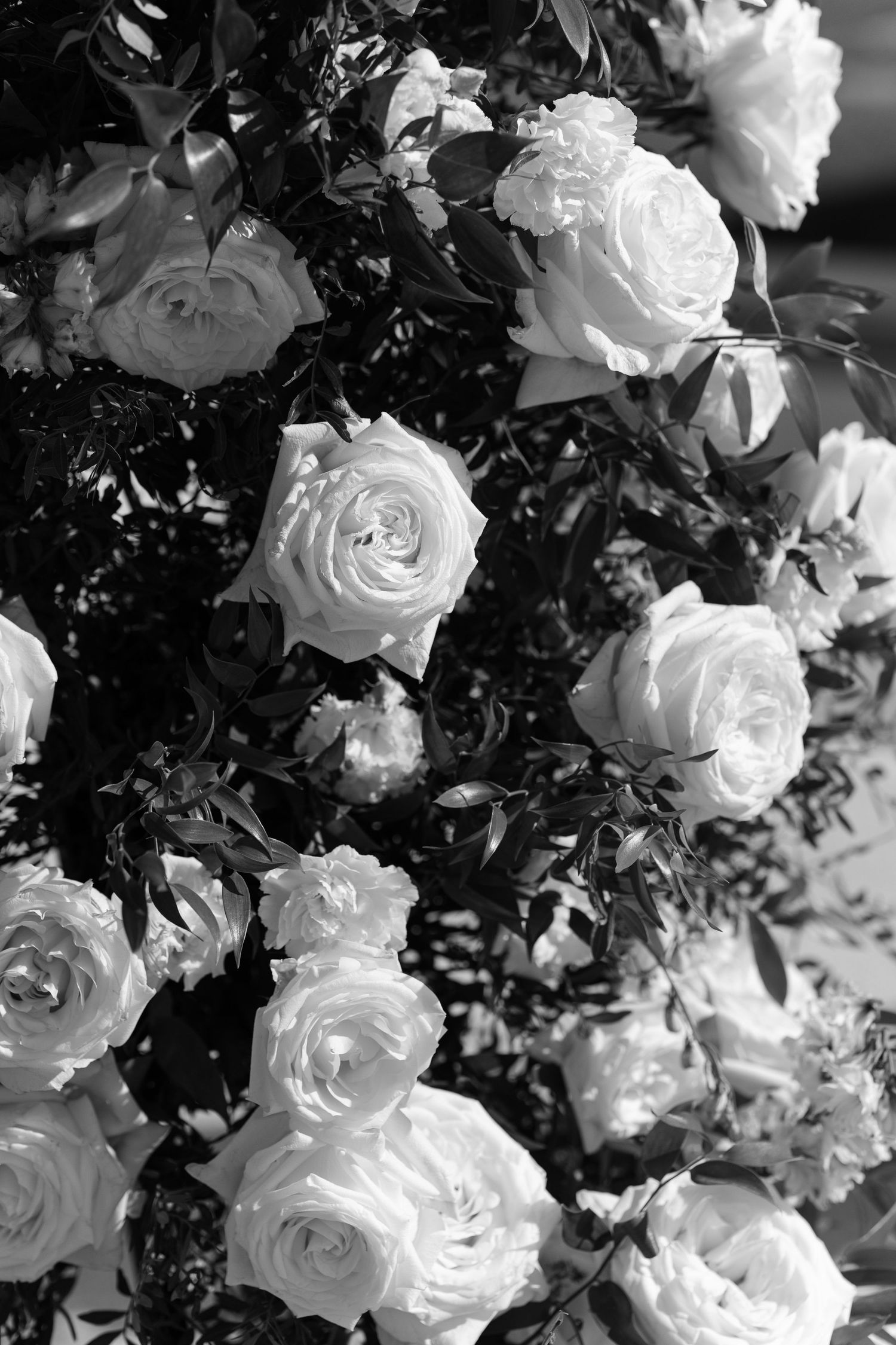 A black and white photograph of delicate white roses with dark foliage creating a dramatic contrast.