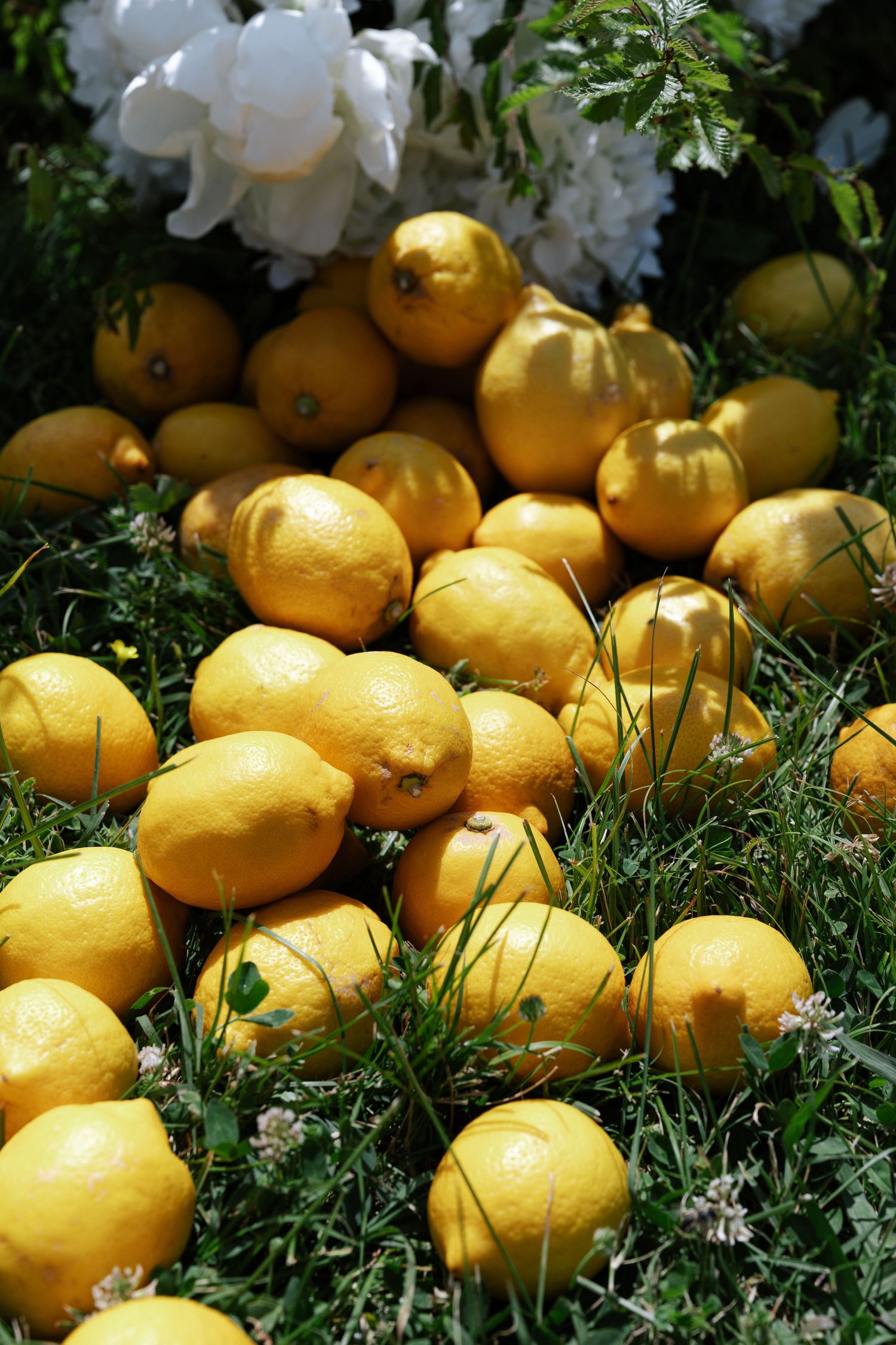 Fresh yellow lemons scattered on grass with white flowers in the background creating a sunny garden scene.