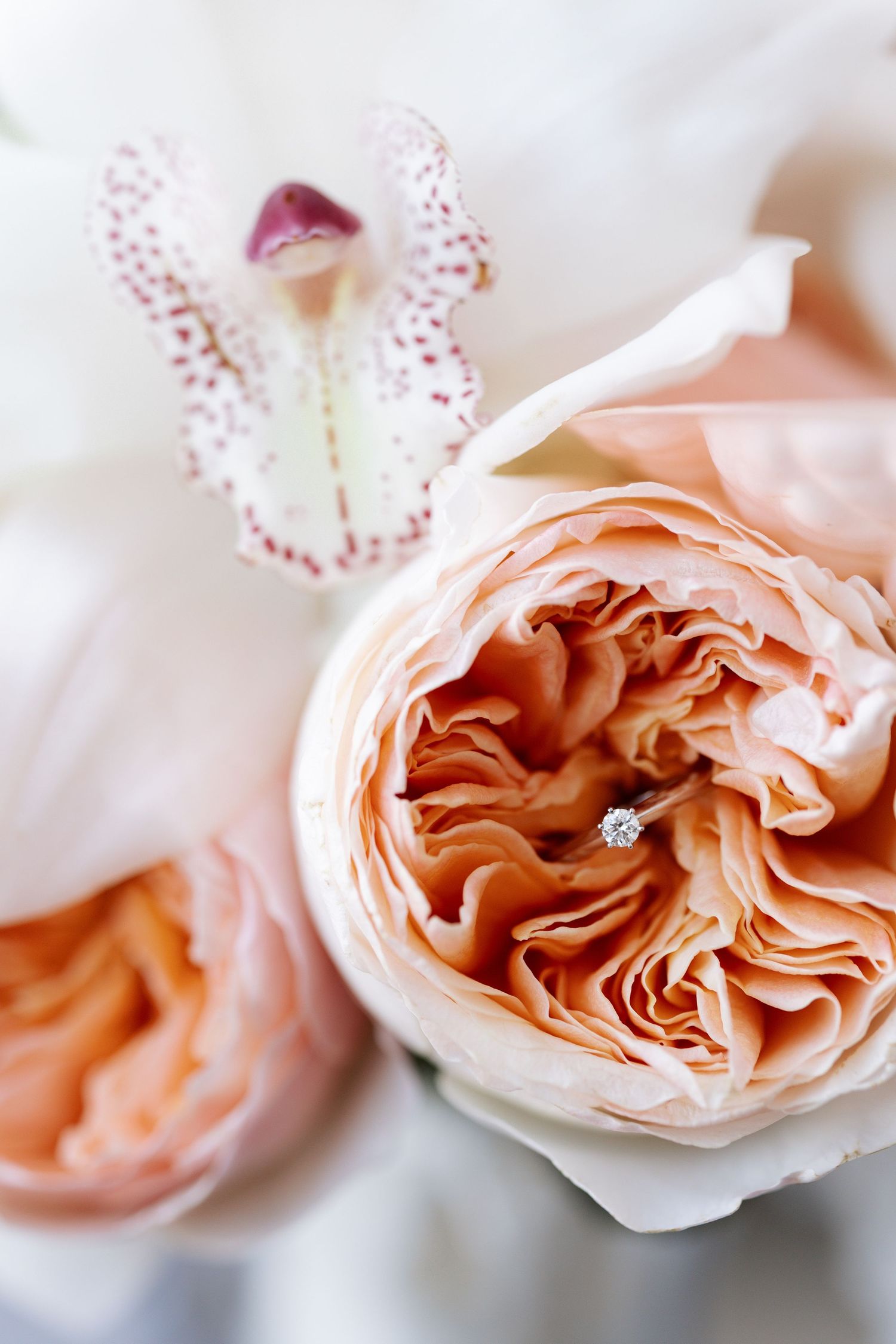 Close-up macro photograph of delicate peach-colored garden roses with layered petals in soft natural light.