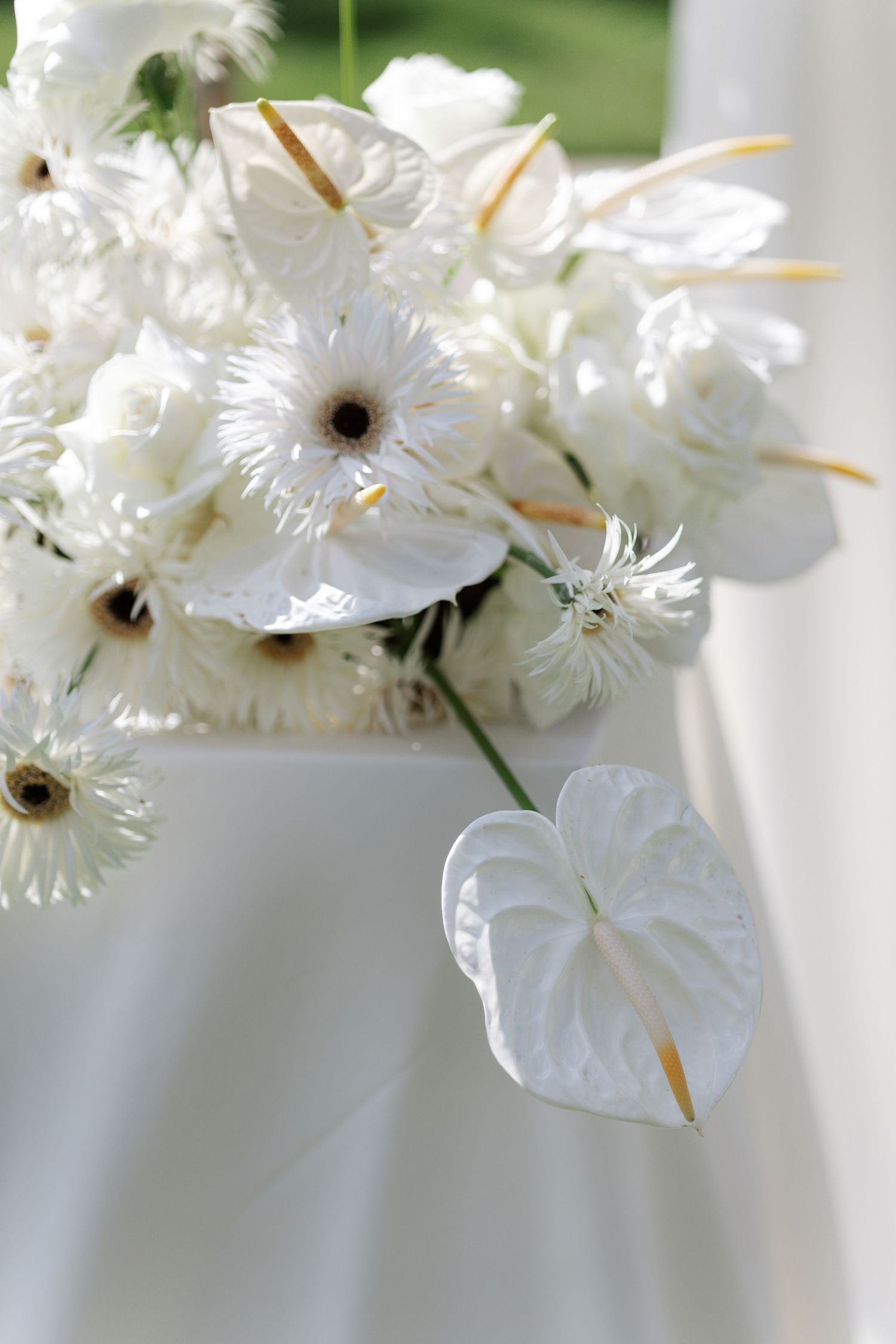 Delicate white fringed flowers with dark centers bloom in a soft ethereal macro photograph.