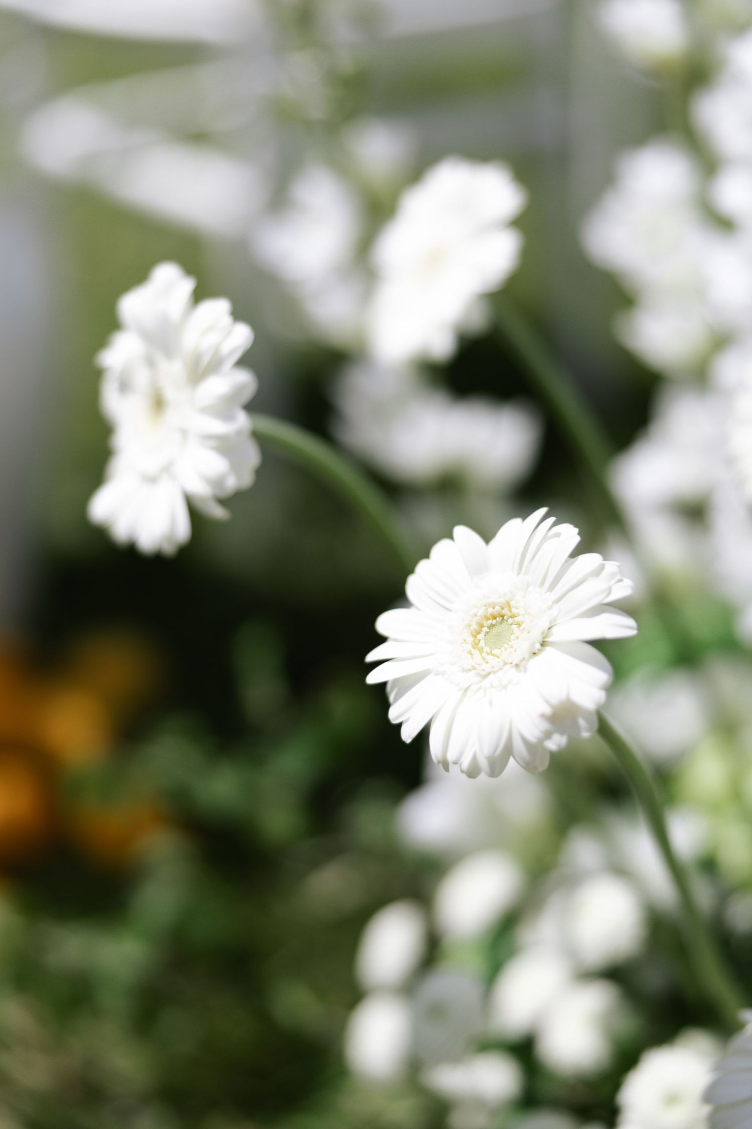 White gerbera daisies bloom against a soft blurred green background in a tranquil garden setting.
