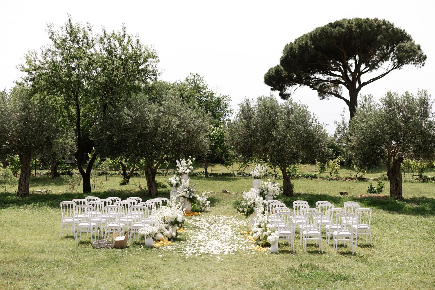 White garden chairs arranged for an outdoor wedding ceremony under olive trees and a tall pine tree in a rustic setting.