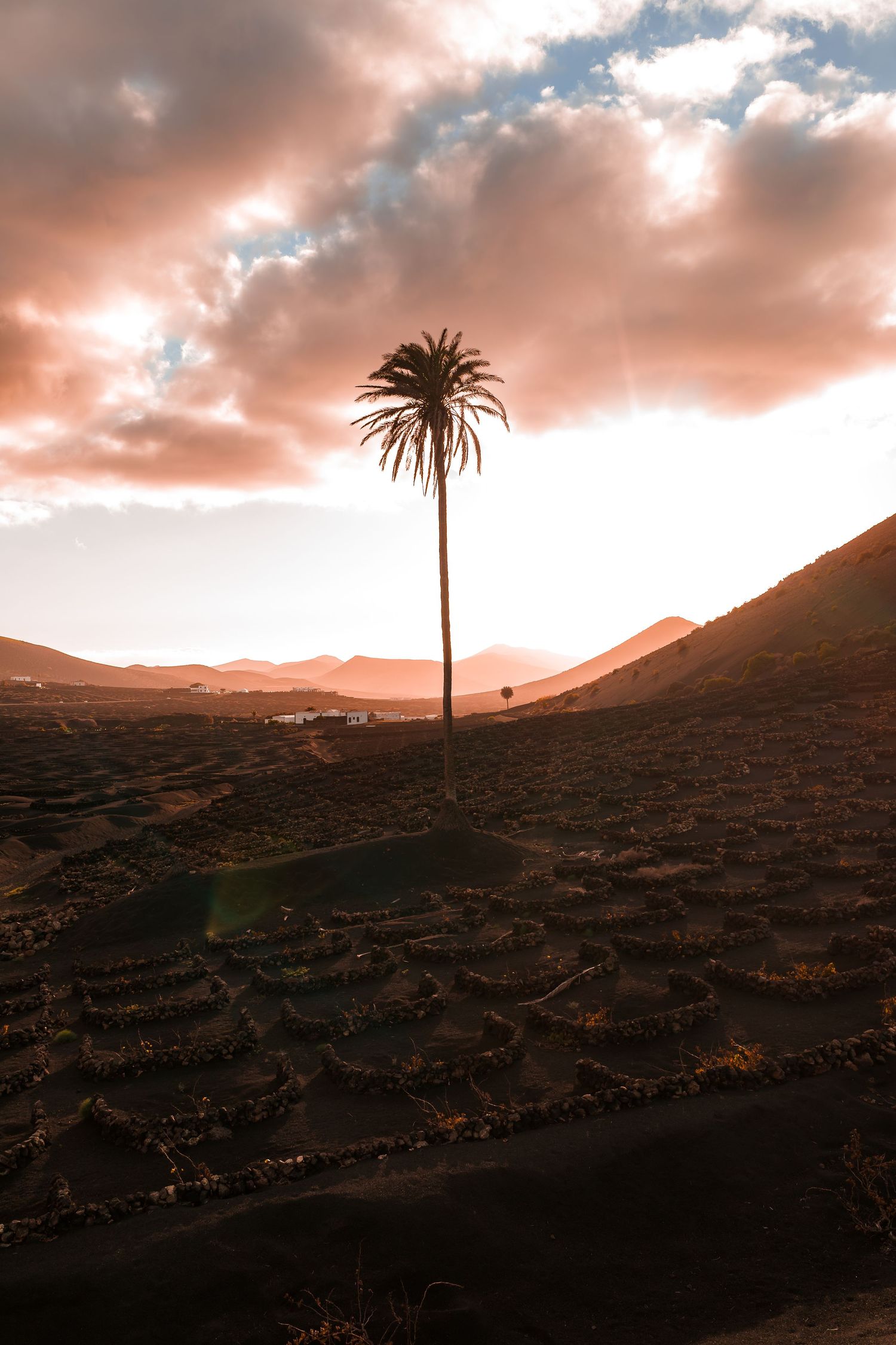 Dramatic sunset illuminates volcanic landscape with lone palm tree silhouetted against pink cloudy sky in Lanzarote.