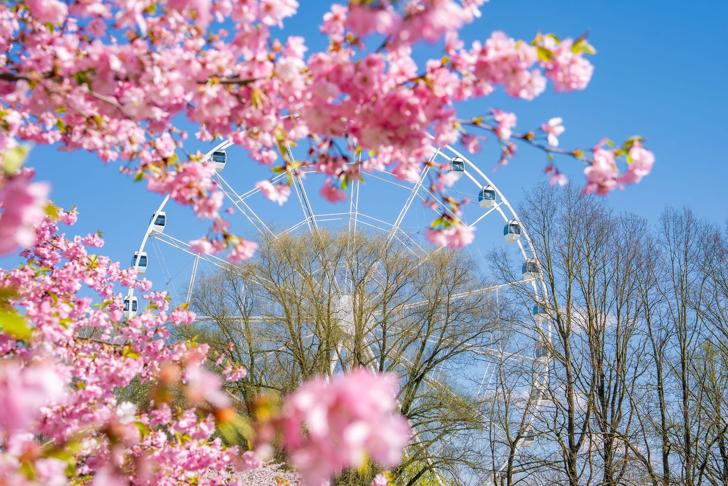 Pink cherry blossoms in full bloom with Ferris wheel visible through branches against blue sky.