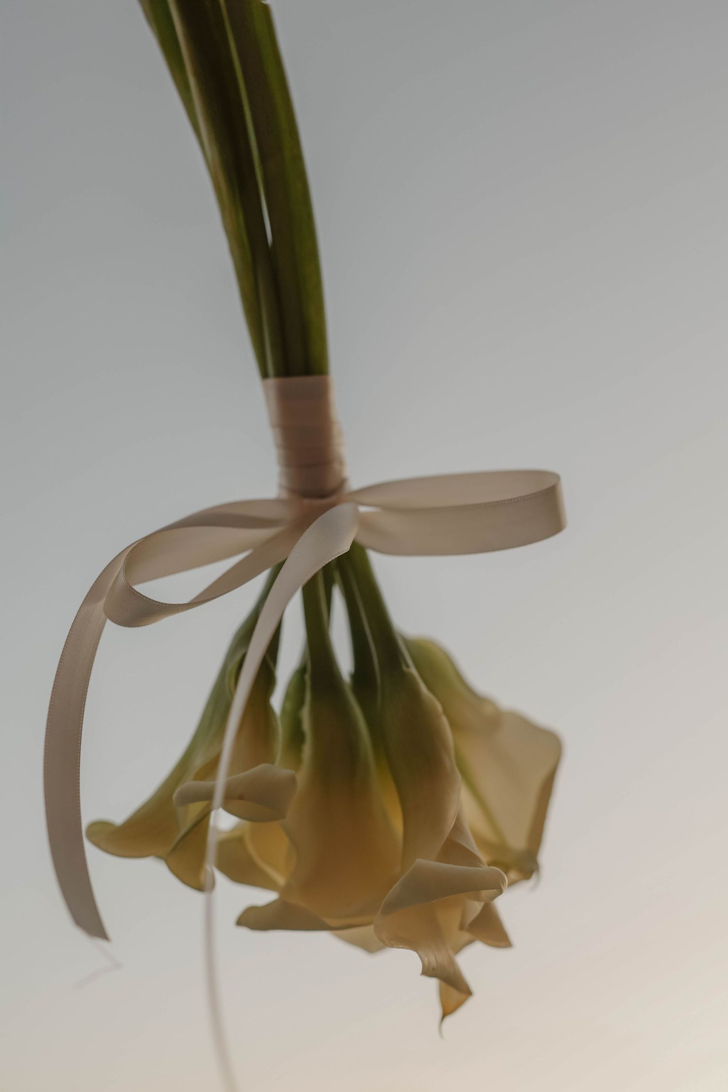 Delicate white calla lily bouquet tied with satin ribbon photographed upside down on white background.