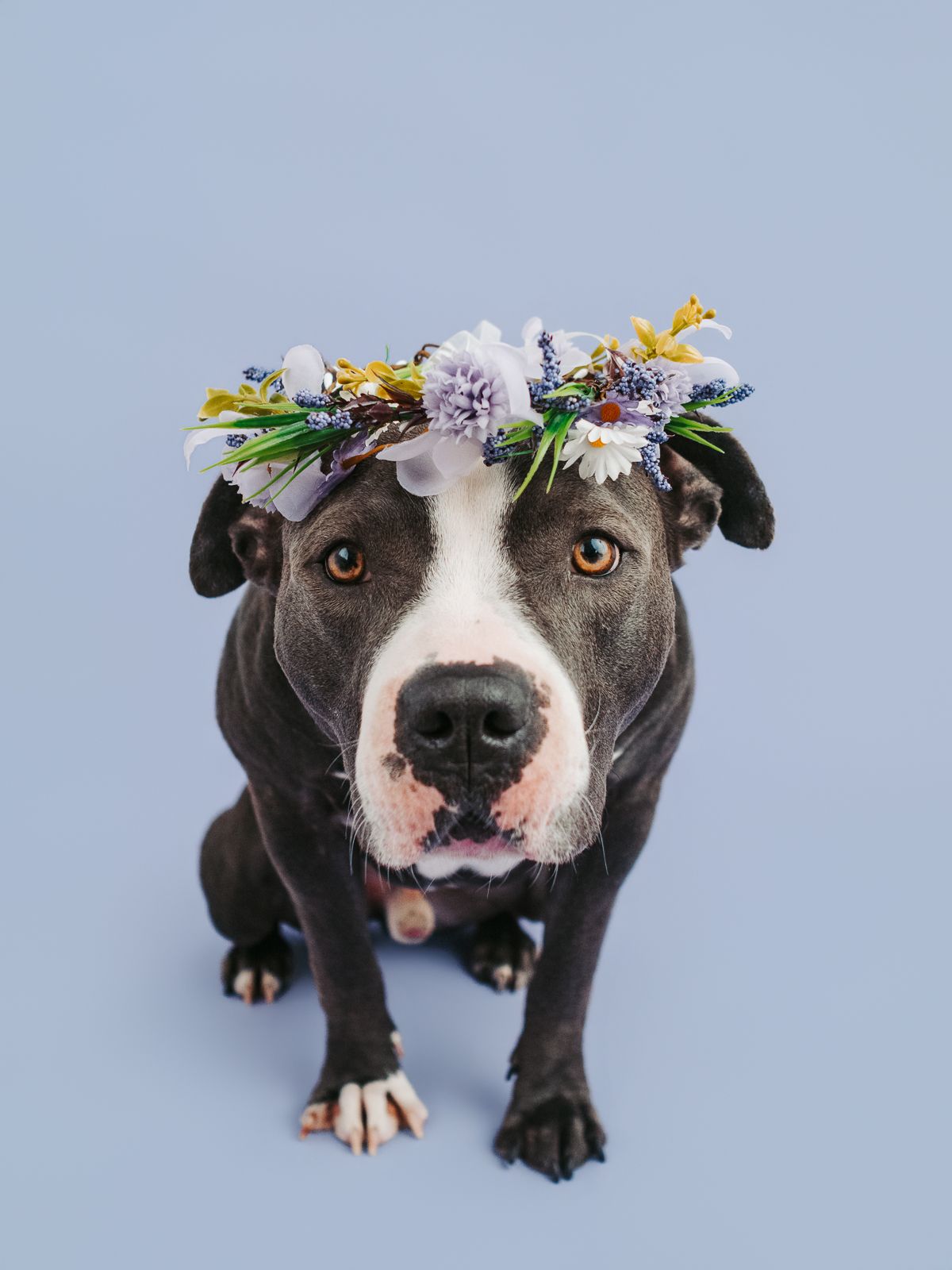Adoptable rescue dog photographed in studio to help find a forever home in Edmonton Alberta through Pit Bulls for Life rescue.