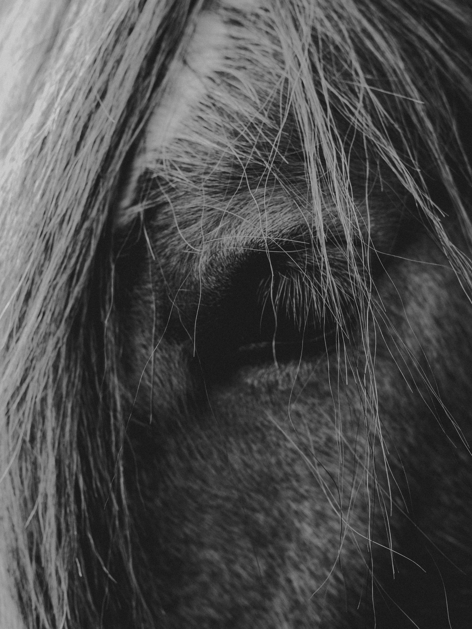 Horse portrait captured by spruce grove photographer coral konanz