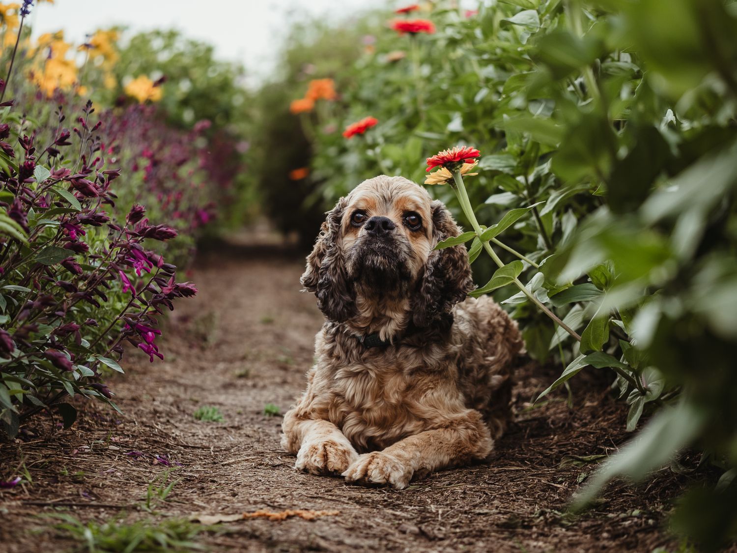 Outdoor dog portrait by Edmonton Pet Photographer Coral Konanz