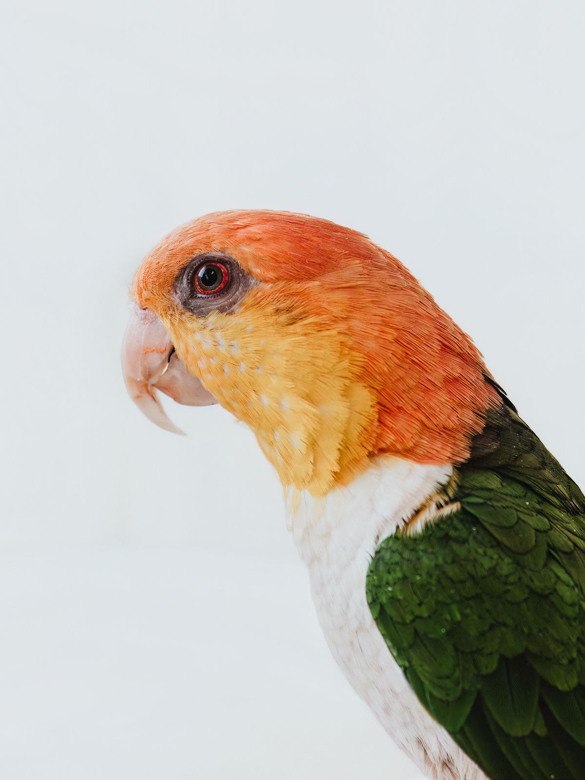 Parrot photographed in a studio pet portrait session, by stony plain pet photographer coral konanz