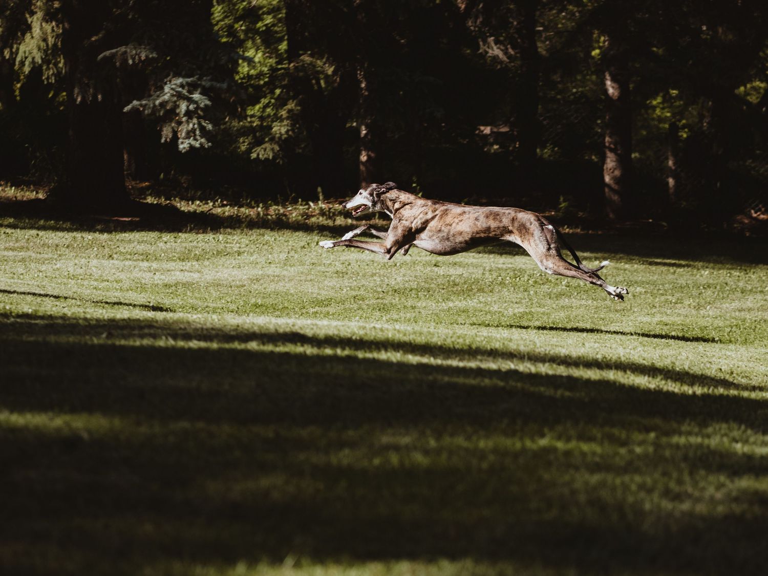 Outdoor dog portrait captured during professional photography session, by edmonton pet photographer Coral Konanz