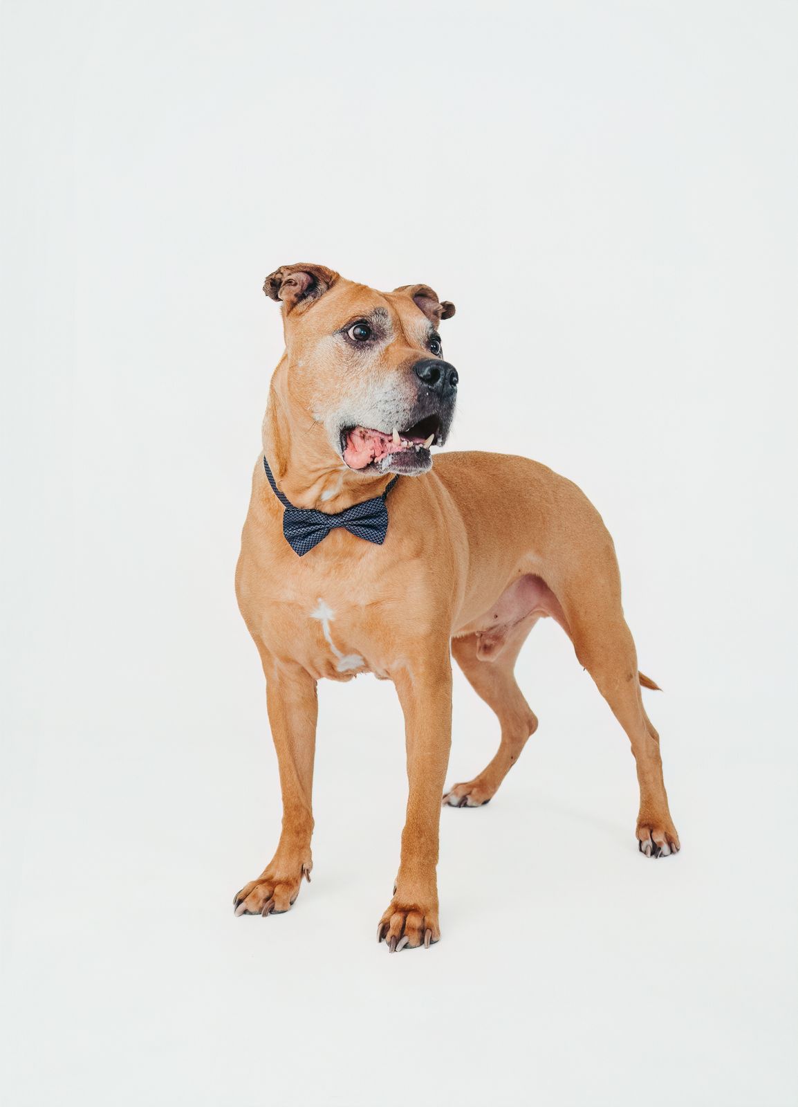 Creative pet portrait of a  rescue dog wearing a bow tie photographed in the Edmonton area.