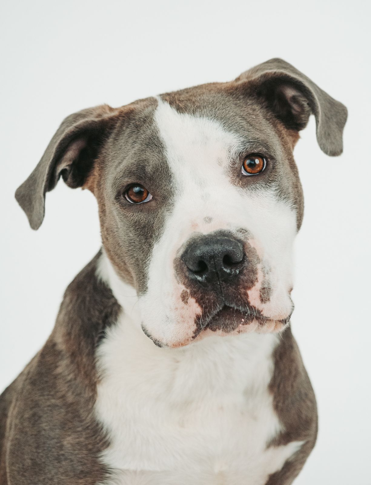 Adoptable rescue dog photographed in studio to help find a forever home in Edmonton Alberta through Pit Bulls for Life rescue.
