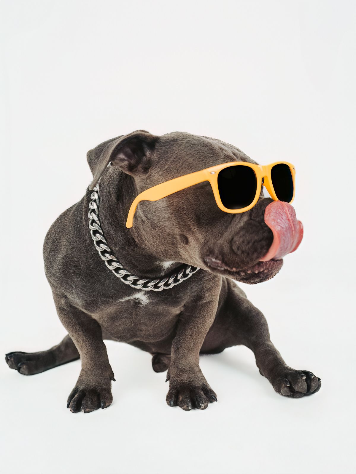Professional dog portrait captured by a Edmonton pet photographer