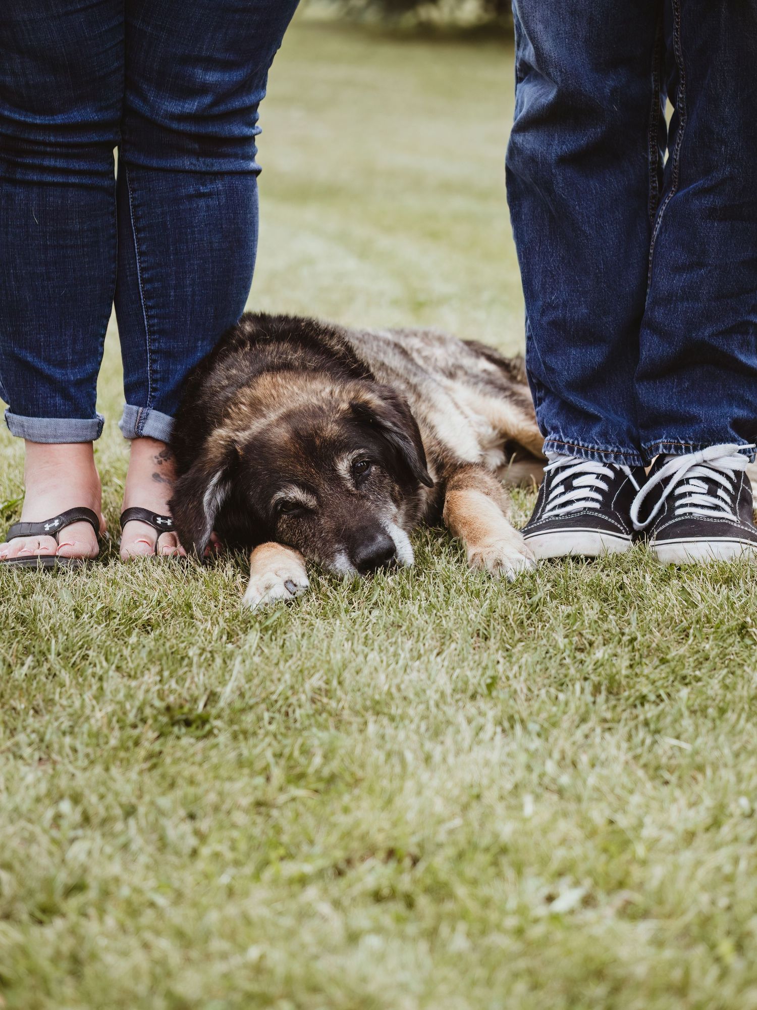 Rainbow Bridge portrait celebrating a lifetime of memories by Spruce Grove pet photographer coral konanz