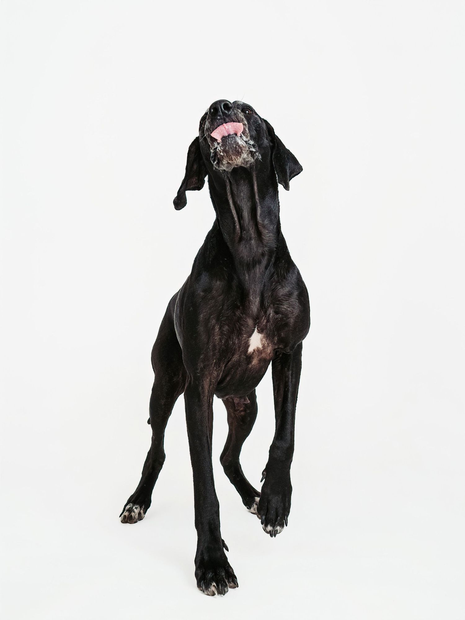 Spruce Grove and Stony Plain photographer capturing pets, families and boudoir sessions across the Edmonton area.