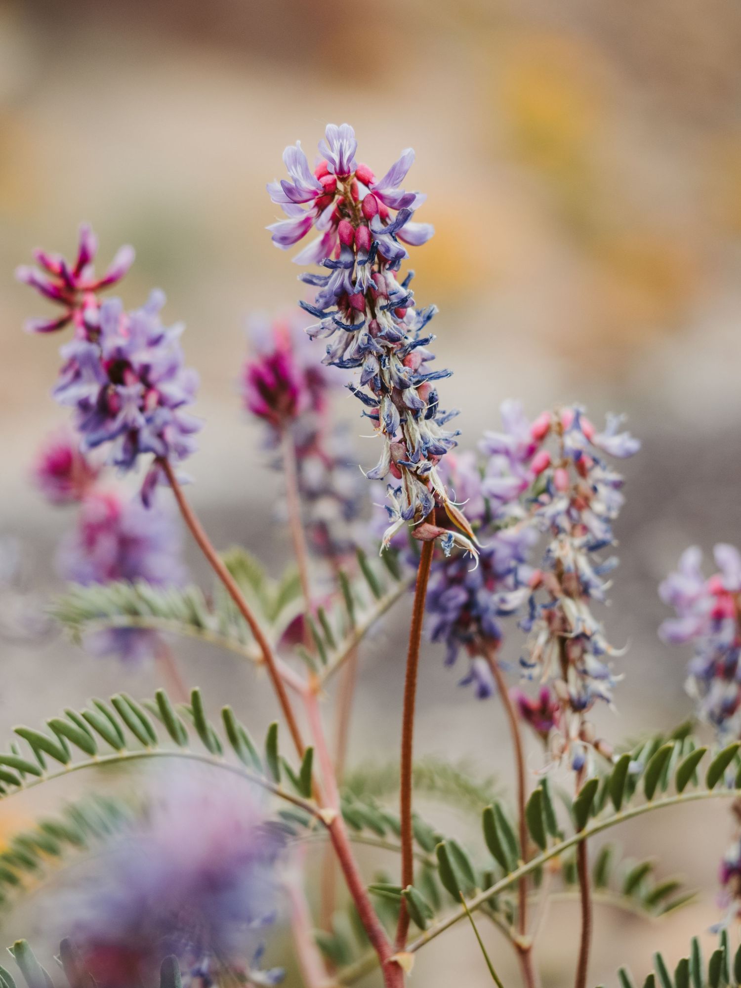 Macro Photographer, Prints available, Alberta Photographer, Creative photographer, flower photography, parkland County photographer