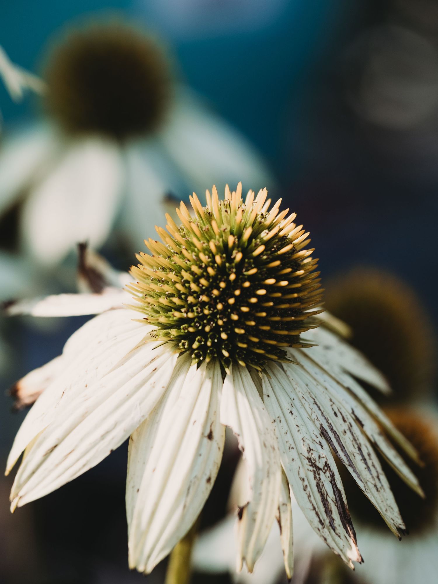 Macro Photographer, Prints available, Alberta Photographer, Creative photographer, flower photography, parkland County photographer