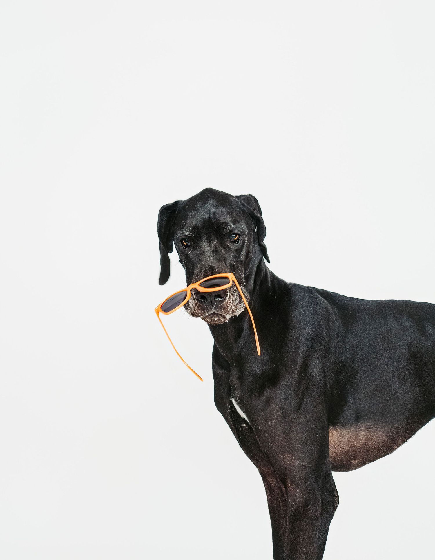 Professional dog portrait in studio by Edmonton pet photographer Coral Konanz