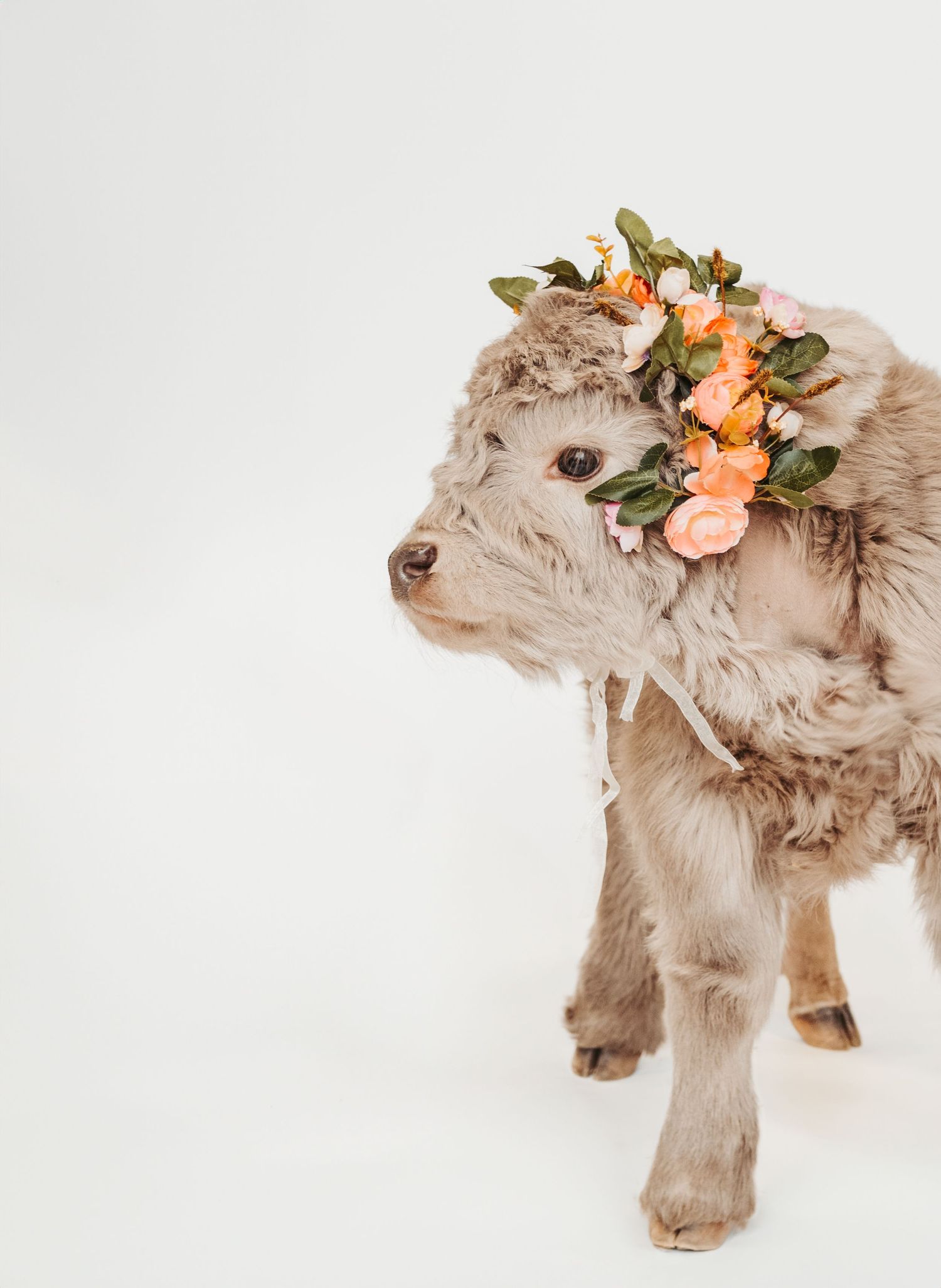 Highland calf portrait captured by spruce grove photographer coral konanz